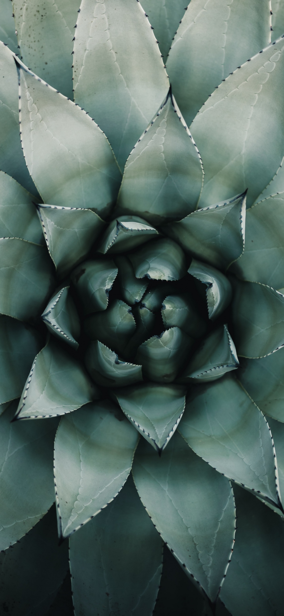 Обои рассада, зеленый, растение, агава, ботаники в разрешении 1125x2436