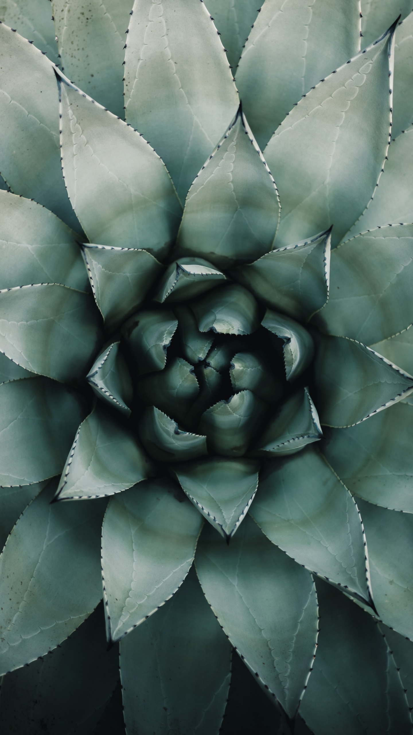 Обои рассада, зеленый, растение, агава, ботаники в разрешении 1440x2560