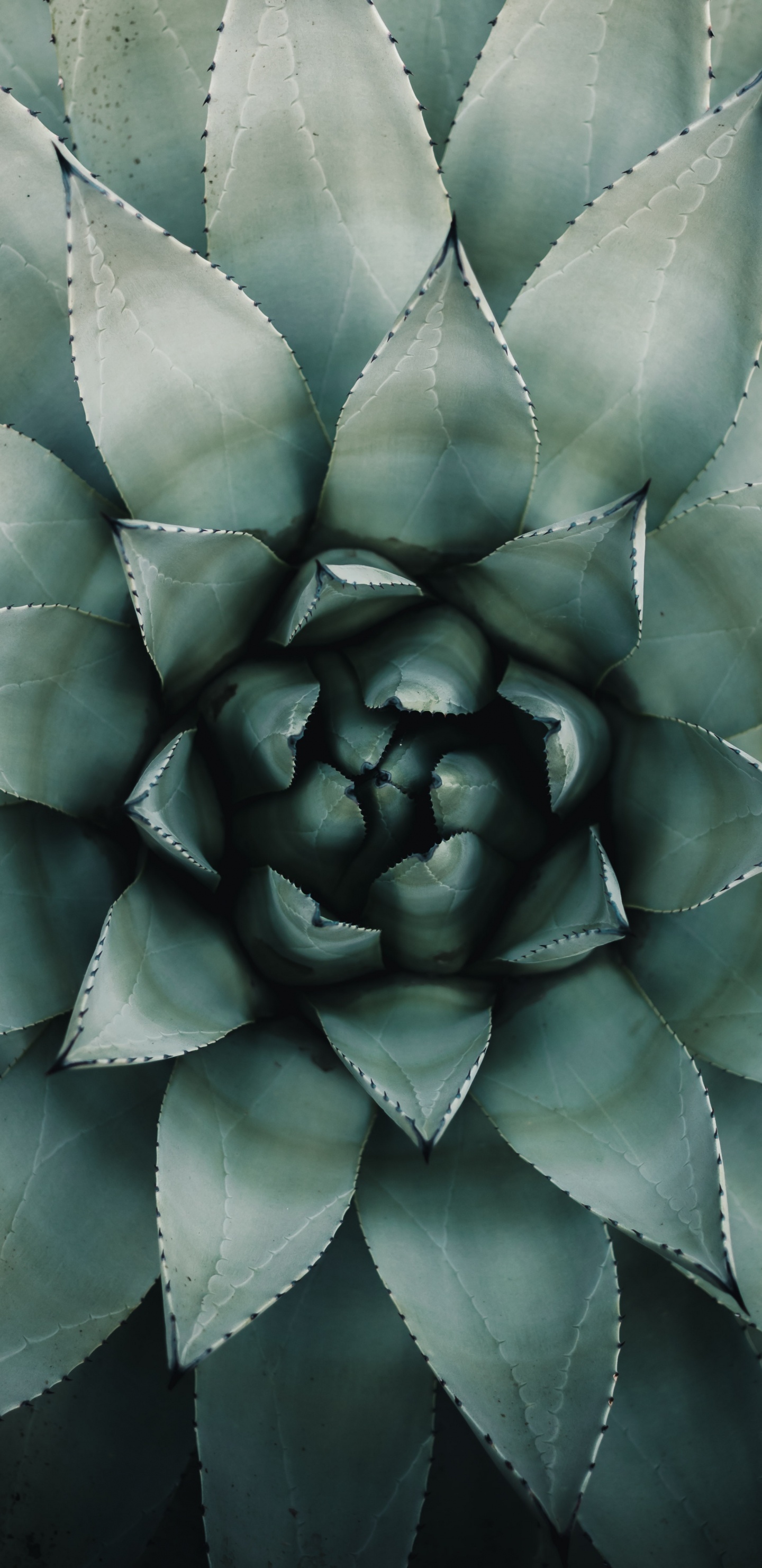 Обои рассада, зеленый, растение, агава, ботаники в разрешении 1440x2960