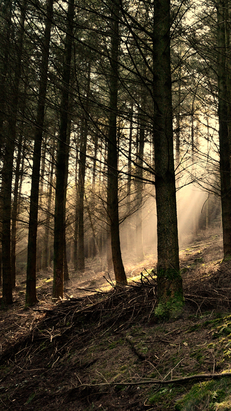 Обои дерево, лес, природа, лесистая местность, древесные растения в разрешении 750x1334