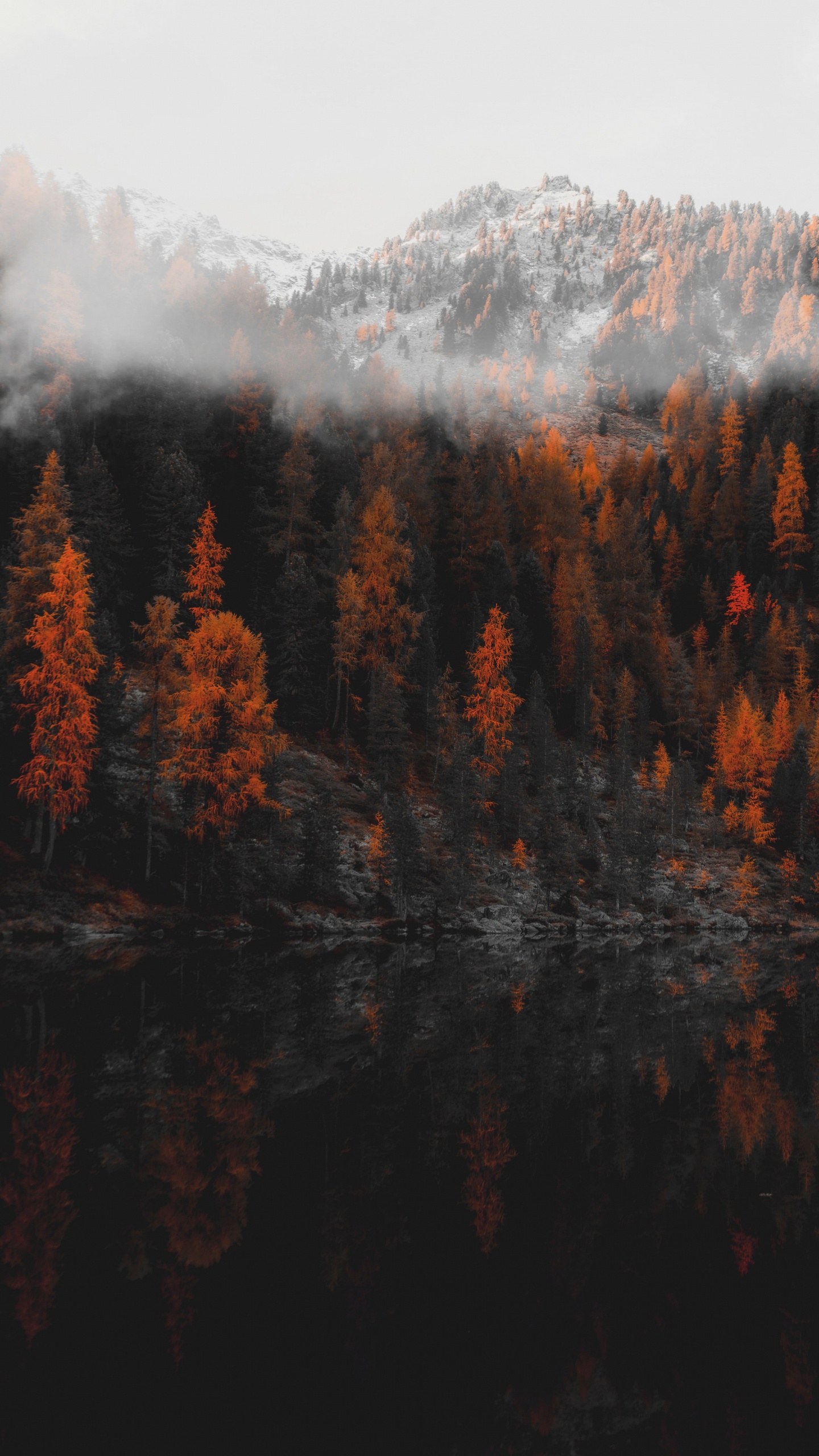 Обои отражение, природа, дерево, дикая местность, лист в разрешении 1440x2560