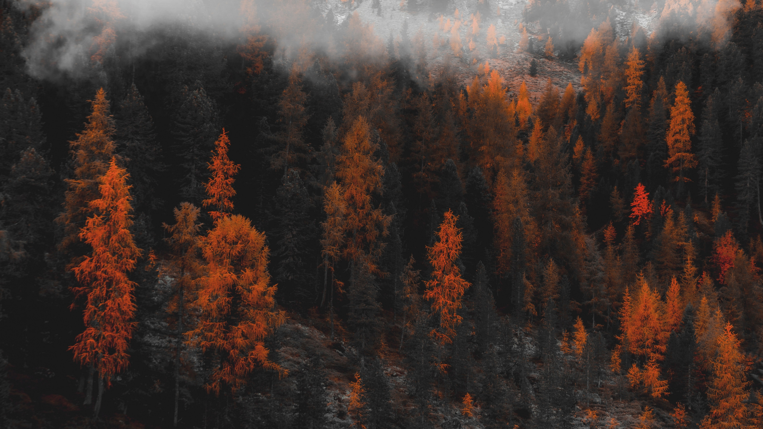 Обои отражение, природа, дерево, дикая местность, лист в разрешении 2560x1440