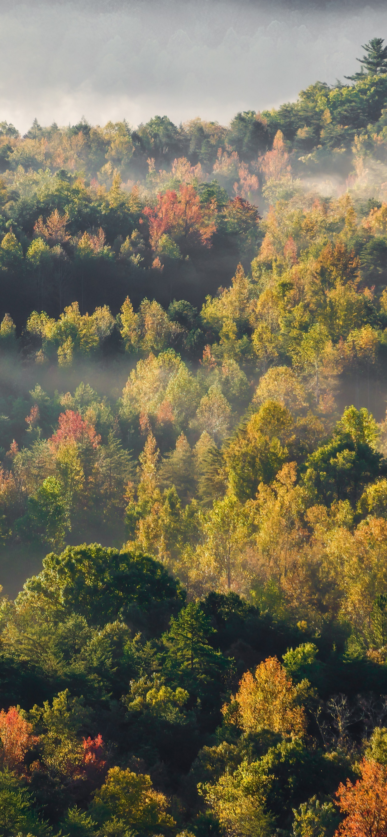 Обои природа, облако, природный ландшафт, лиственница, дерево в разрешении 1242x2688