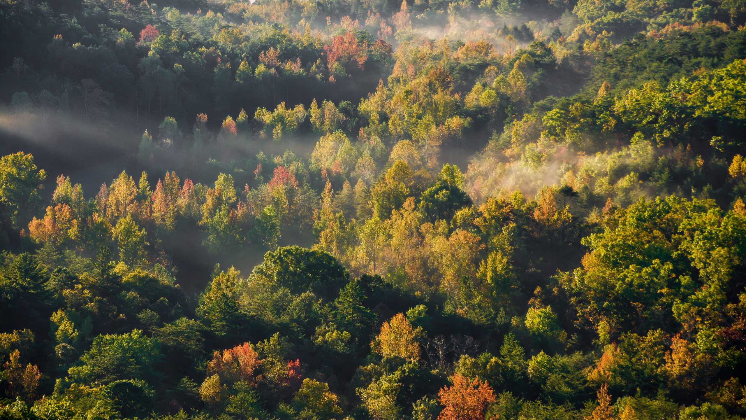 Обои природа, облако, природный ландшафт, лиственница, дерево в разрешении 2560x1440