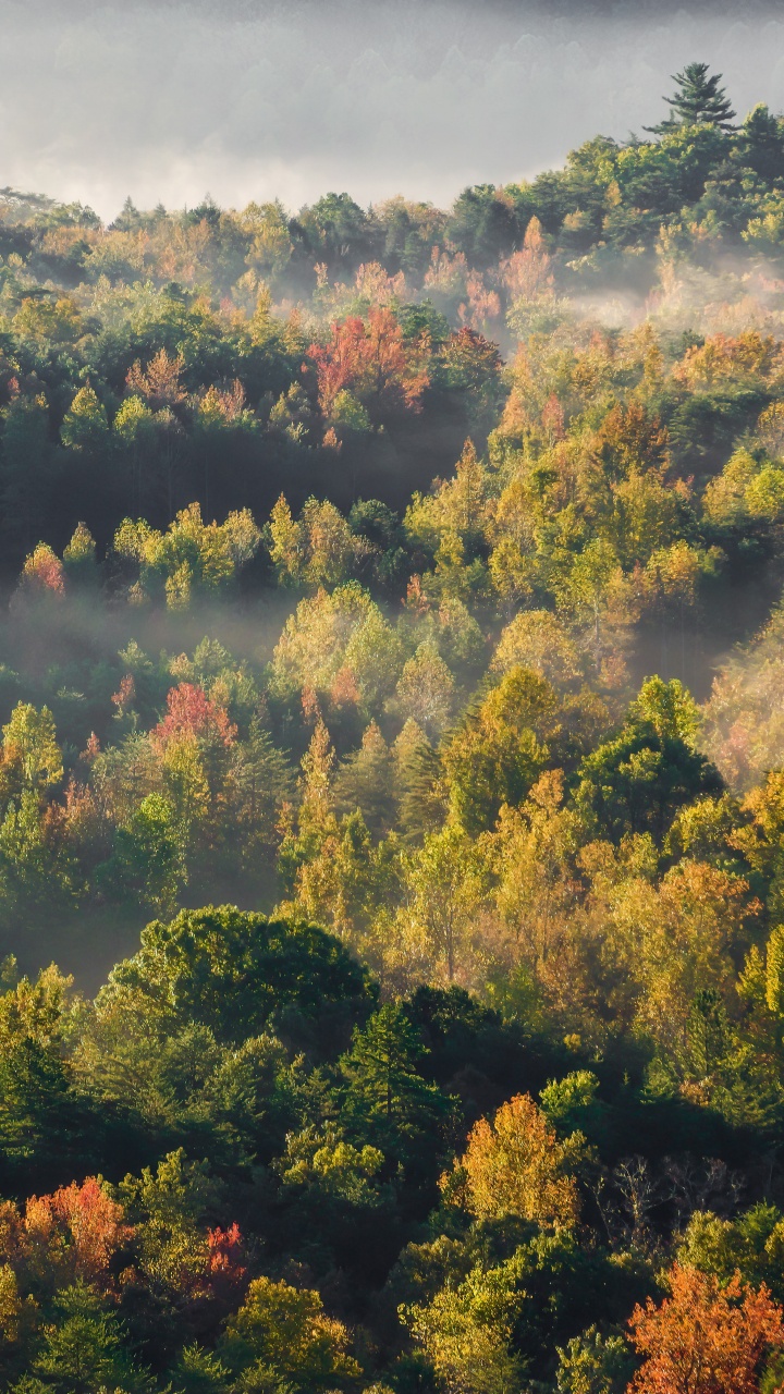 Обои природа, облако, природный ландшафт, лиственница, дерево в разрешении 720x1280