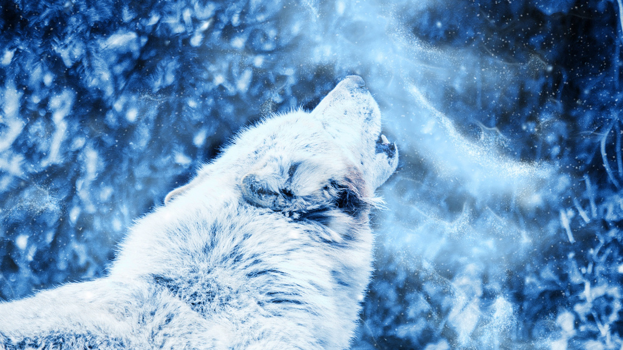 Обои арктический волк, синий, Псовые, вода, пес в разрешении 1280x720