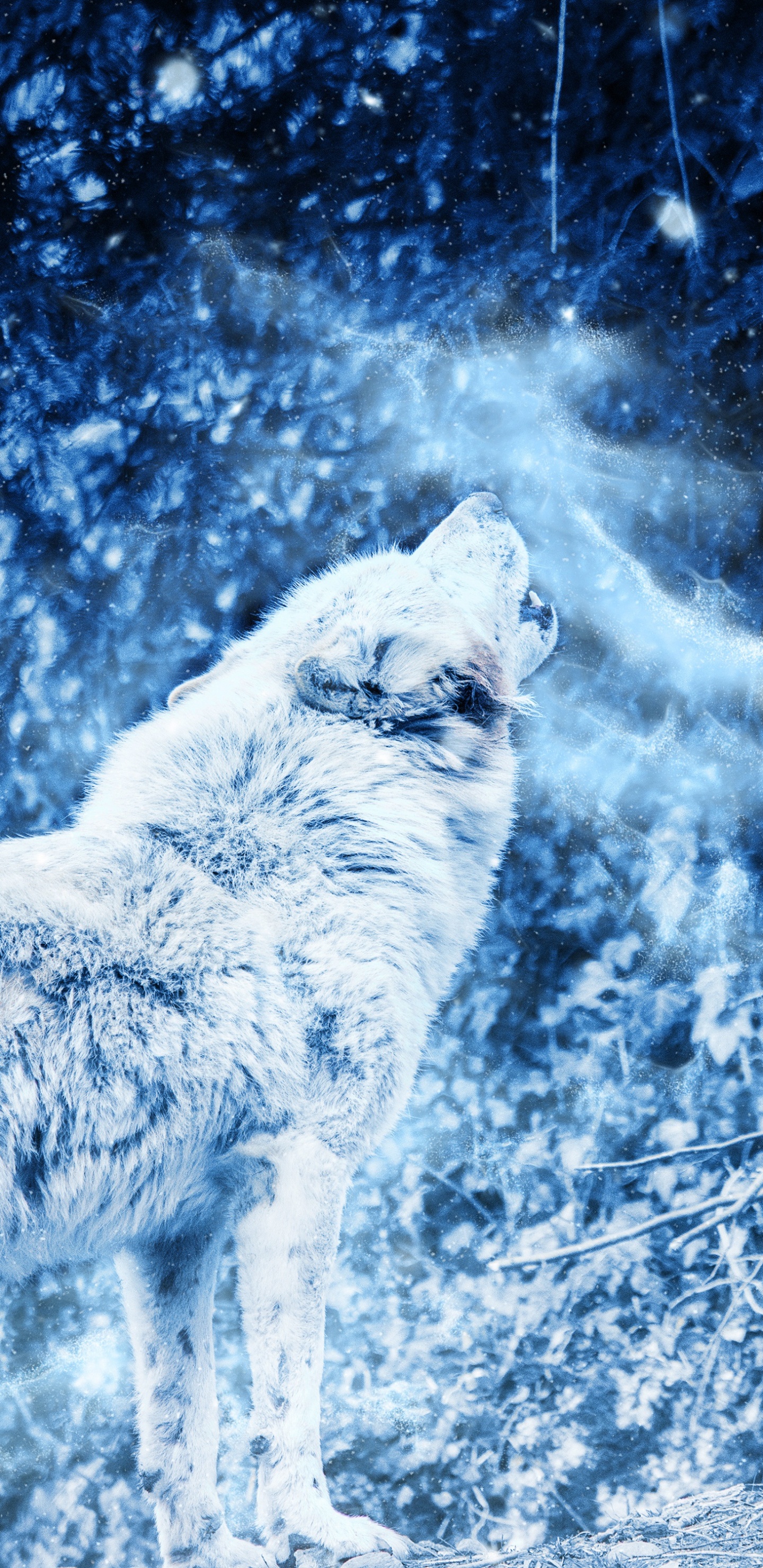 Обои арктический волк, синий, Псовые, вода, пес в разрешении 1440x2960