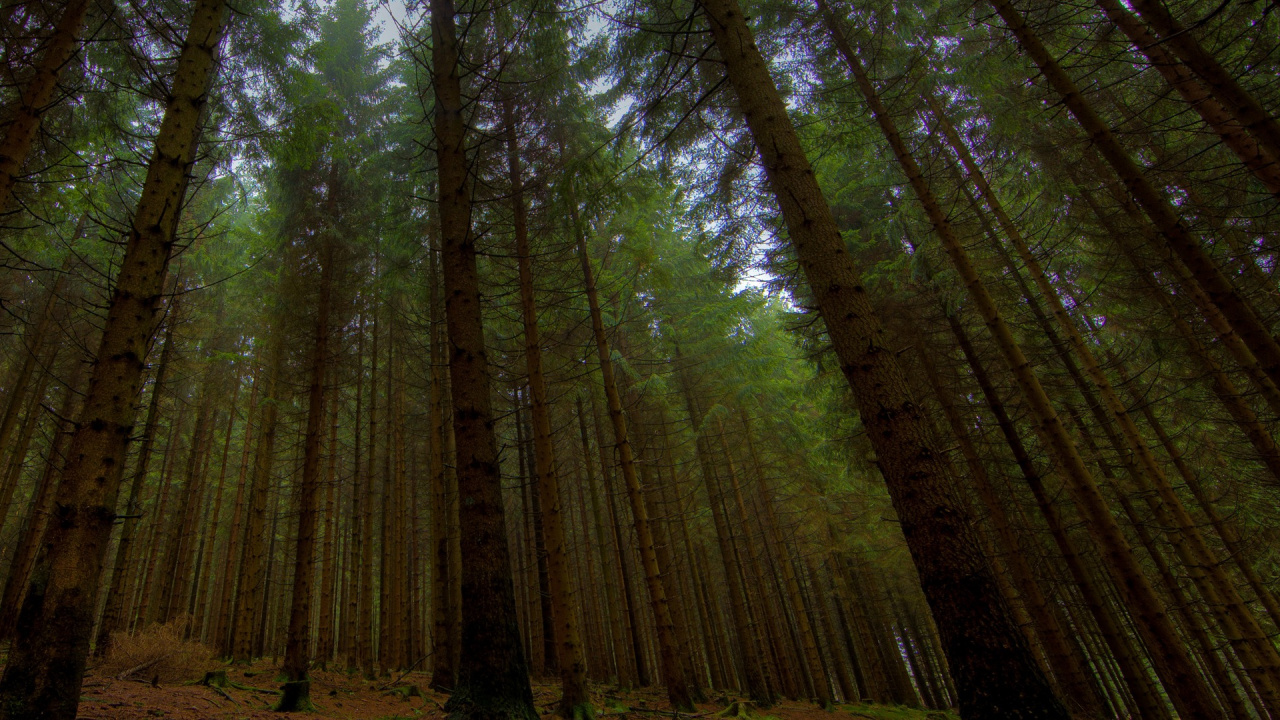 Обои дерево, лес, природа, лесистая местность, старовозрастные леса в разрешении 1280x720