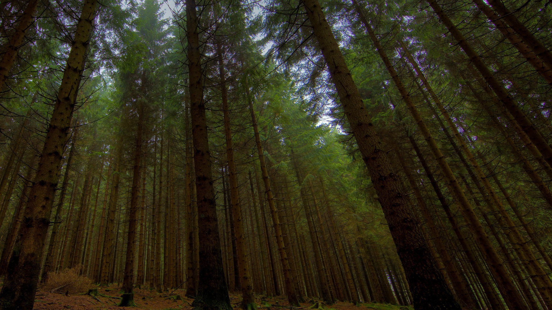 Обои дерево, лес, природа, лесистая местность, старовозрастные леса в разрешении 1920x1080