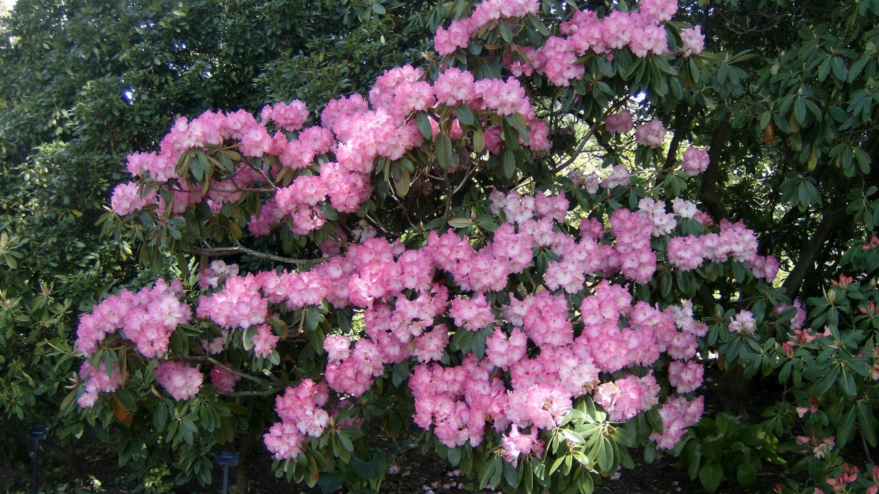 Обои Азалия, рододендрон, цветковое растение, сад, растение в разрешении 1280x720