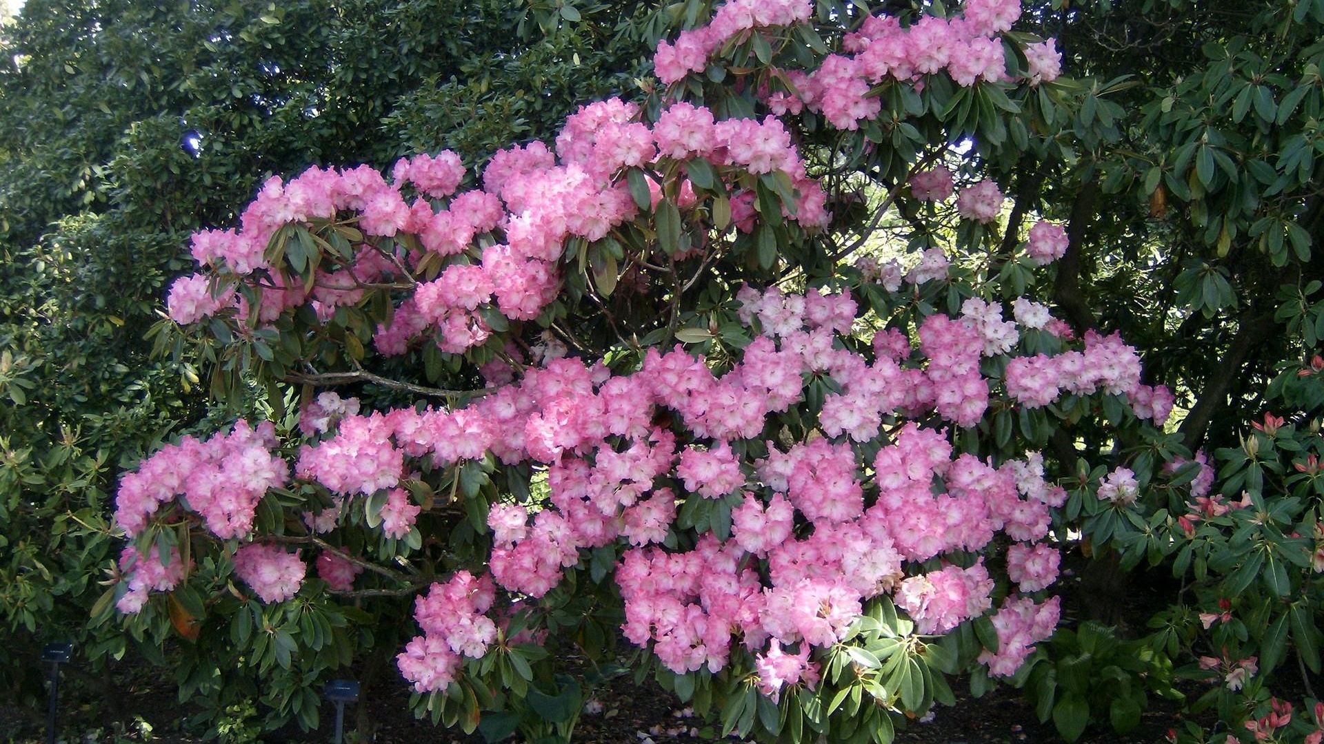 Обои Азалия, рододендрон, цветковое растение, сад, растение в разрешении 1920x1080