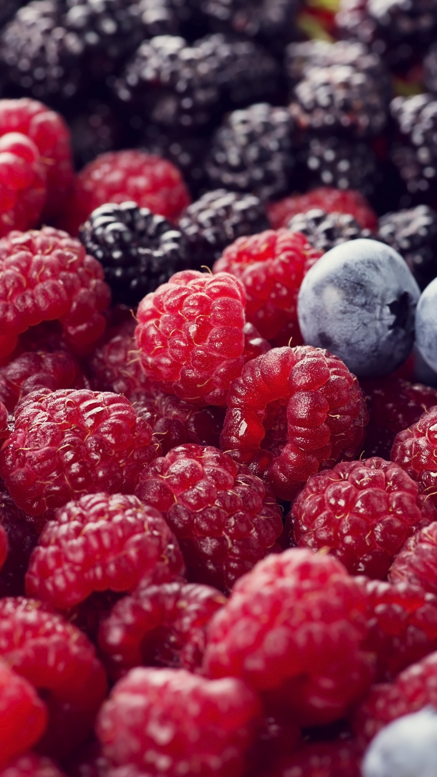 Обои ягоды, Blackberry, Черника, Красная малина, фрукты в разрешении 1440x2560