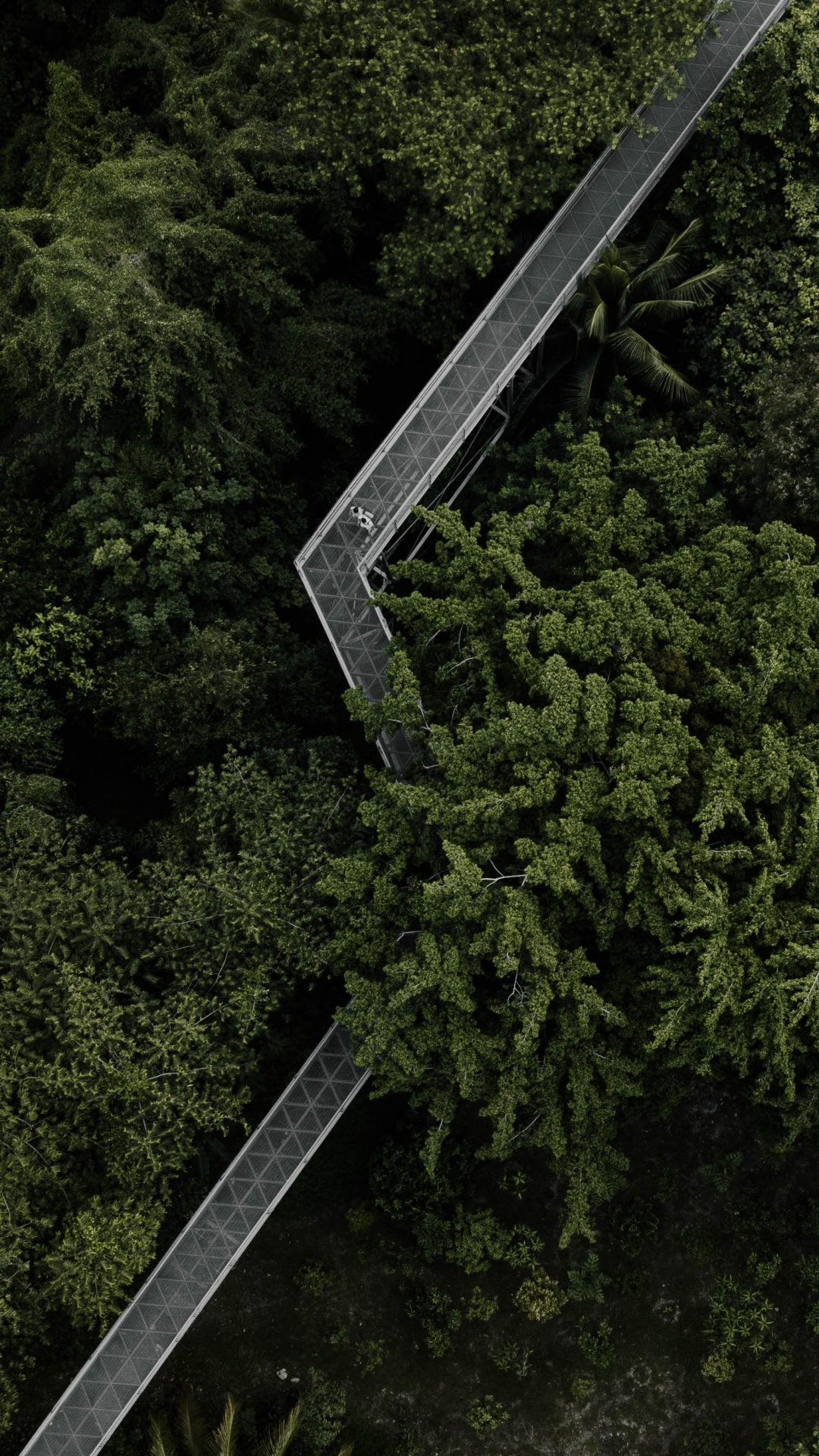 Обои М-дерево, пейзаж, биом, окружающая среда, растительность в разрешении 1080x1920