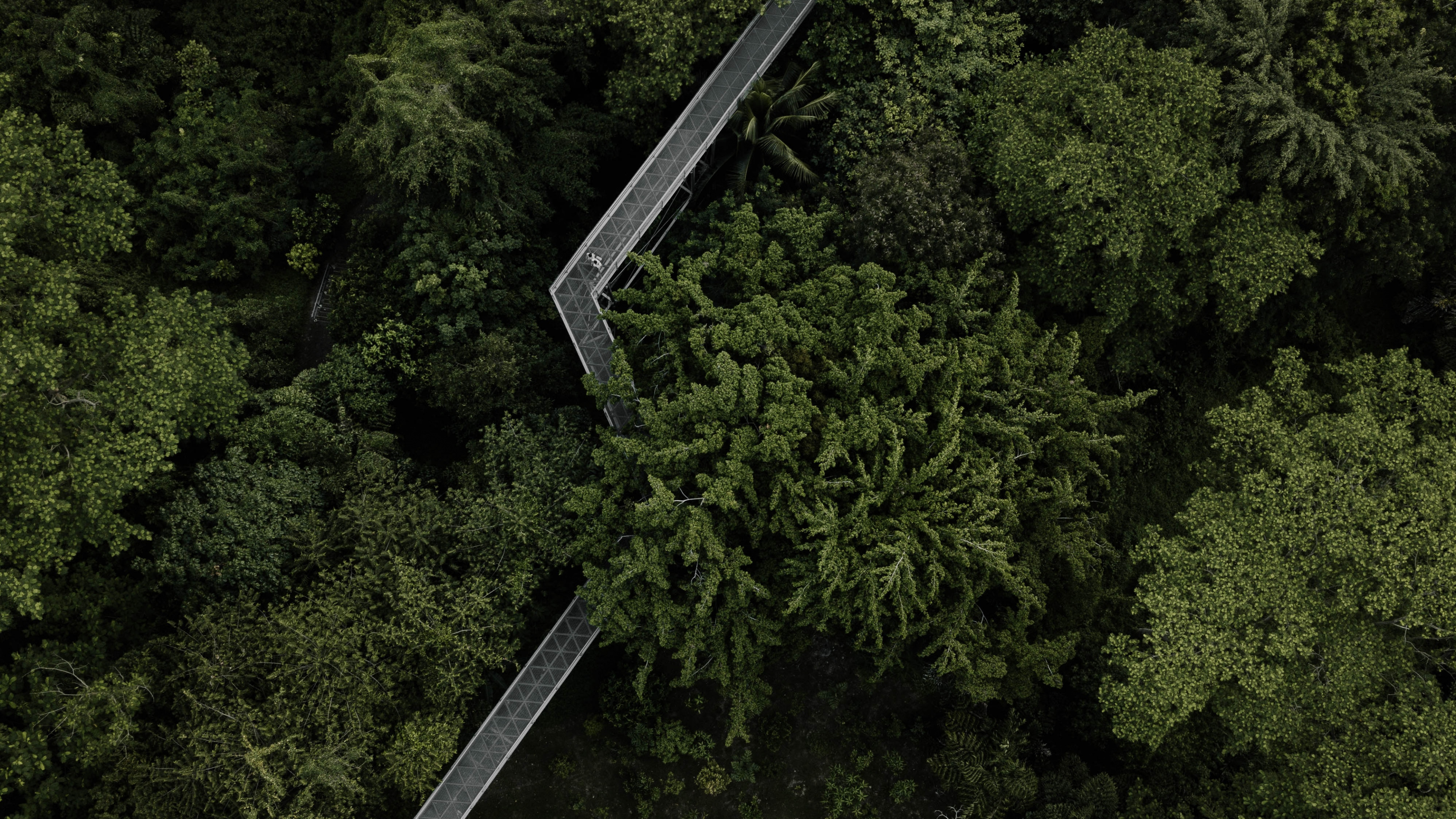 Обои М-дерево, пейзаж, биом, окружающая среда, растительность в разрешении 3840x2160