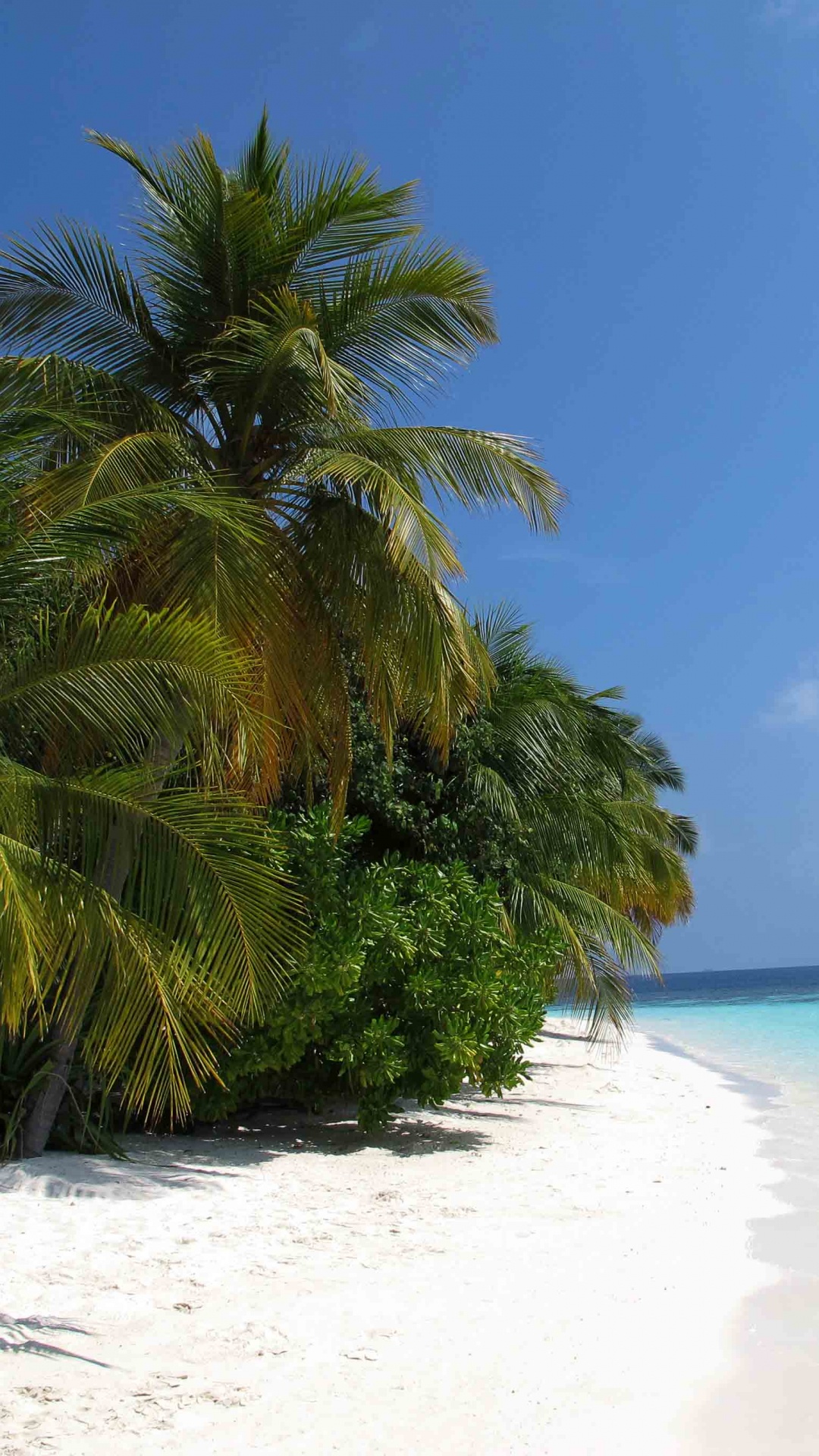 Обои пляж, прибежище, тропическая зона, Пальма, Карибский бассейн в разрешении 1080x1920