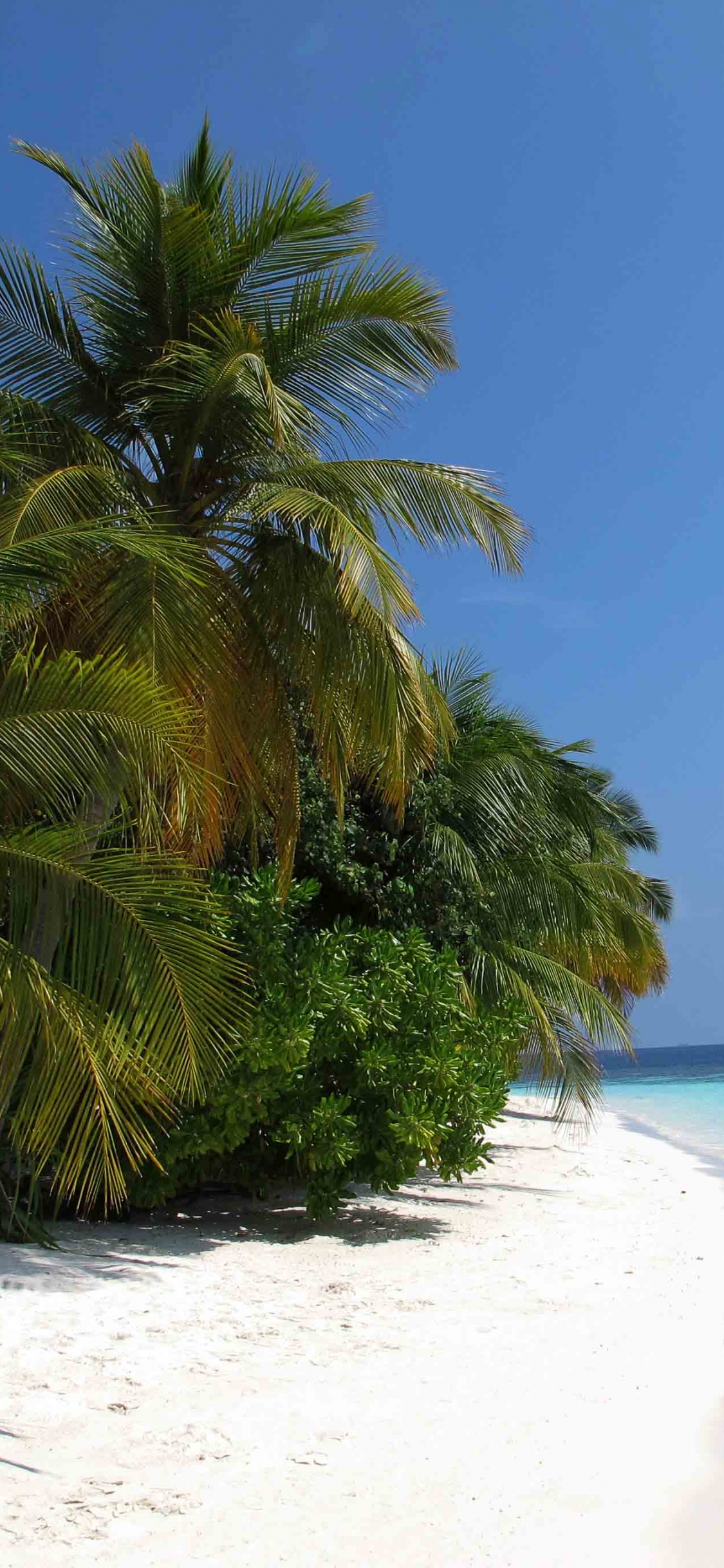 Обои пляж, прибежище, тропическая зона, Пальма, Карибский бассейн в разрешении 1125x2436
