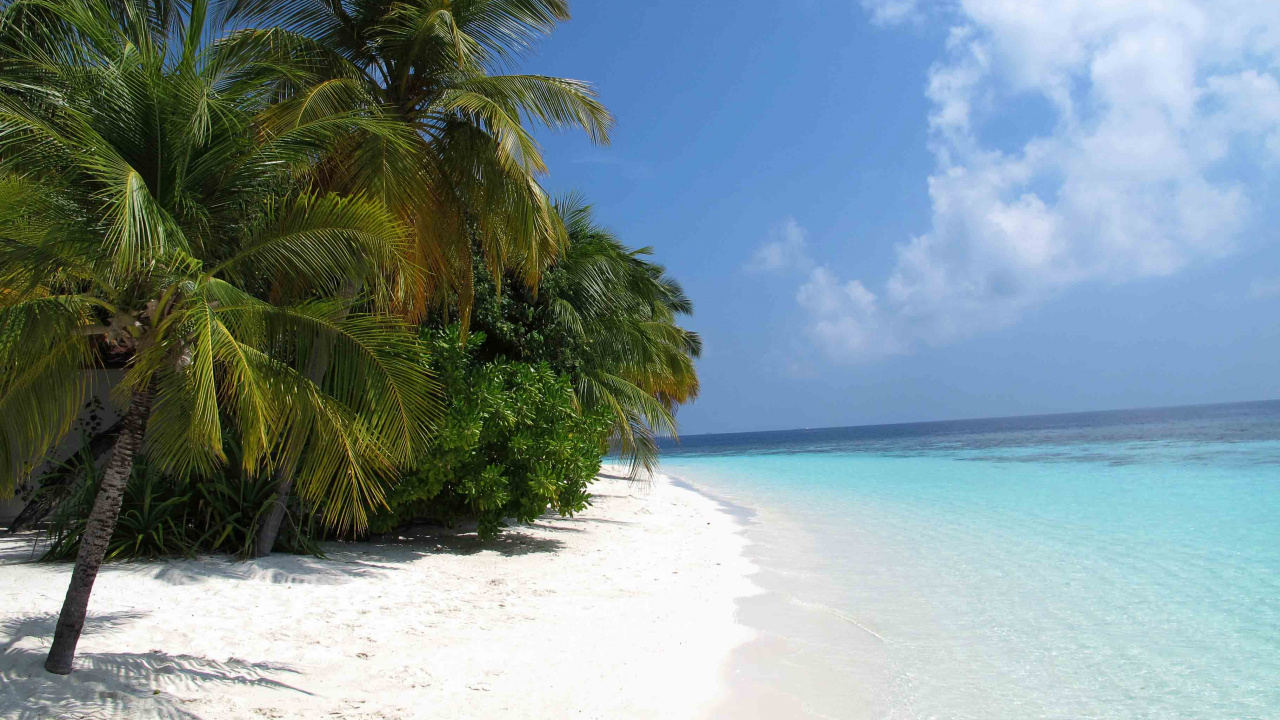 Обои пляж, прибежище, тропическая зона, Пальма, Карибский бассейн в разрешении 1280x720