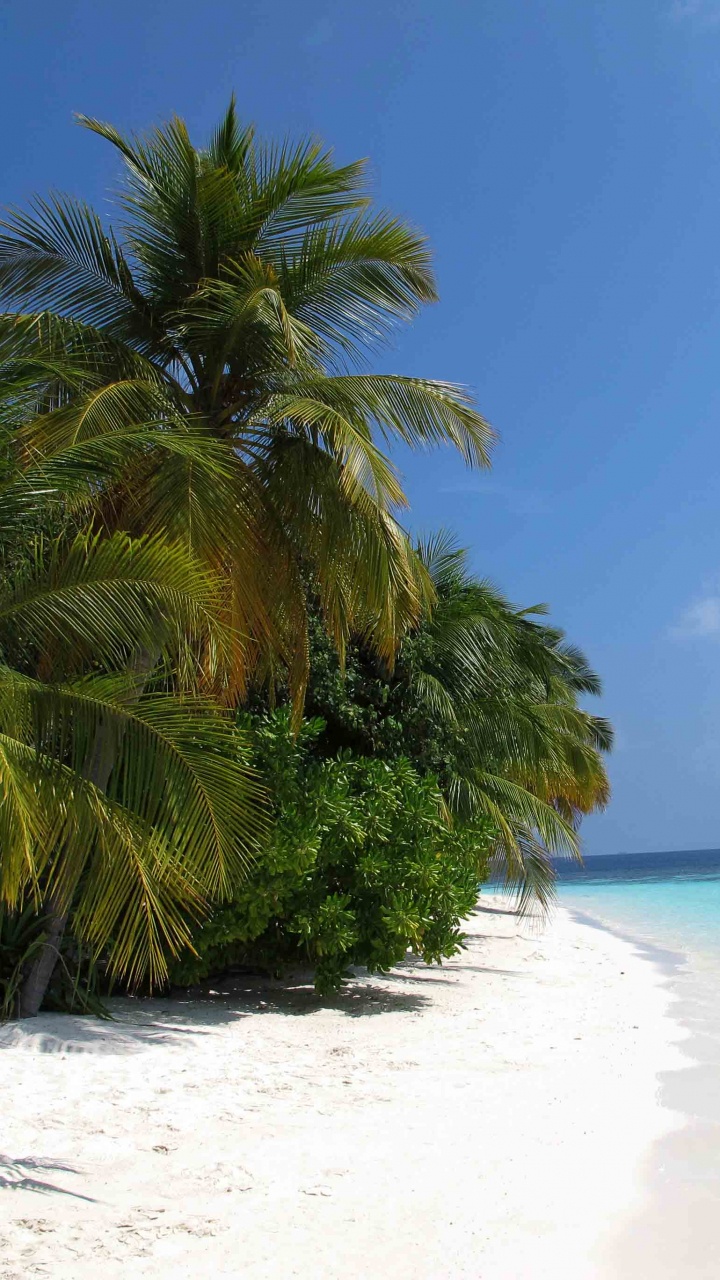 Обои пляж, прибежище, тропическая зона, Пальма, Карибский бассейн в разрешении 720x1280