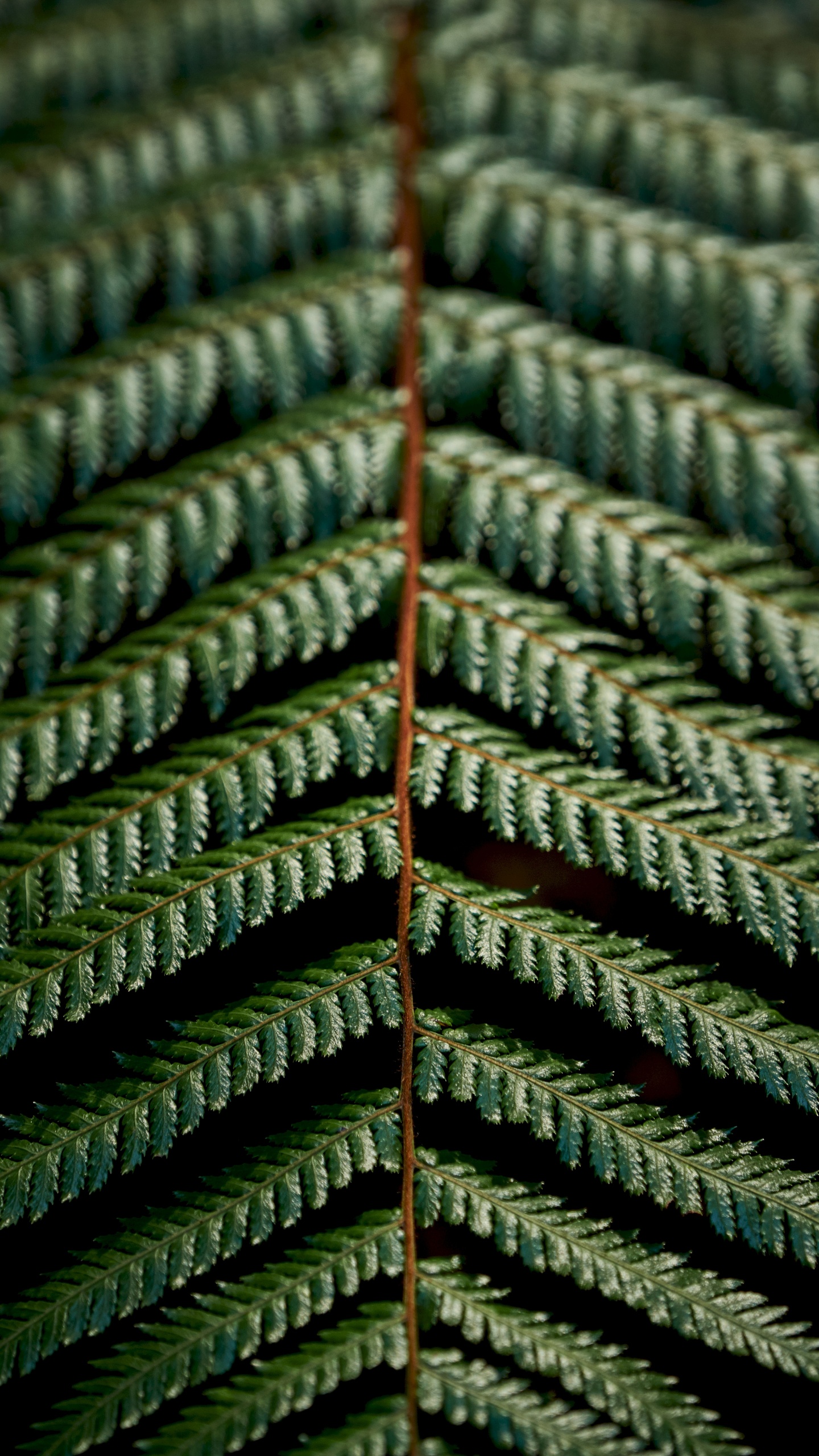 Обои папоротник, зеленый, узор, растение, наземное растение в разрешении 1440x2560