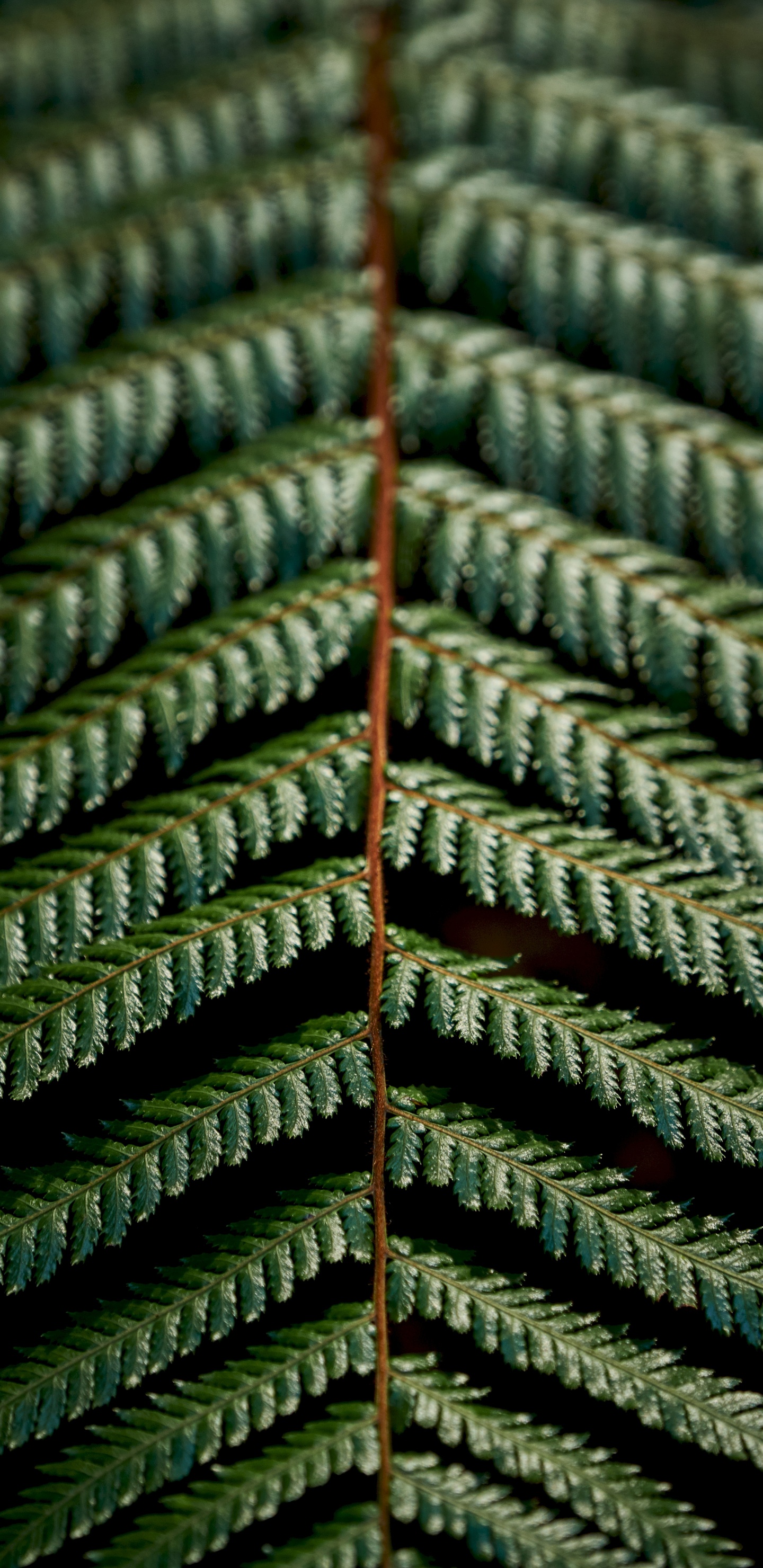 Обои папоротник, зеленый, узор, растение, наземное растение в разрешении 1440x2960