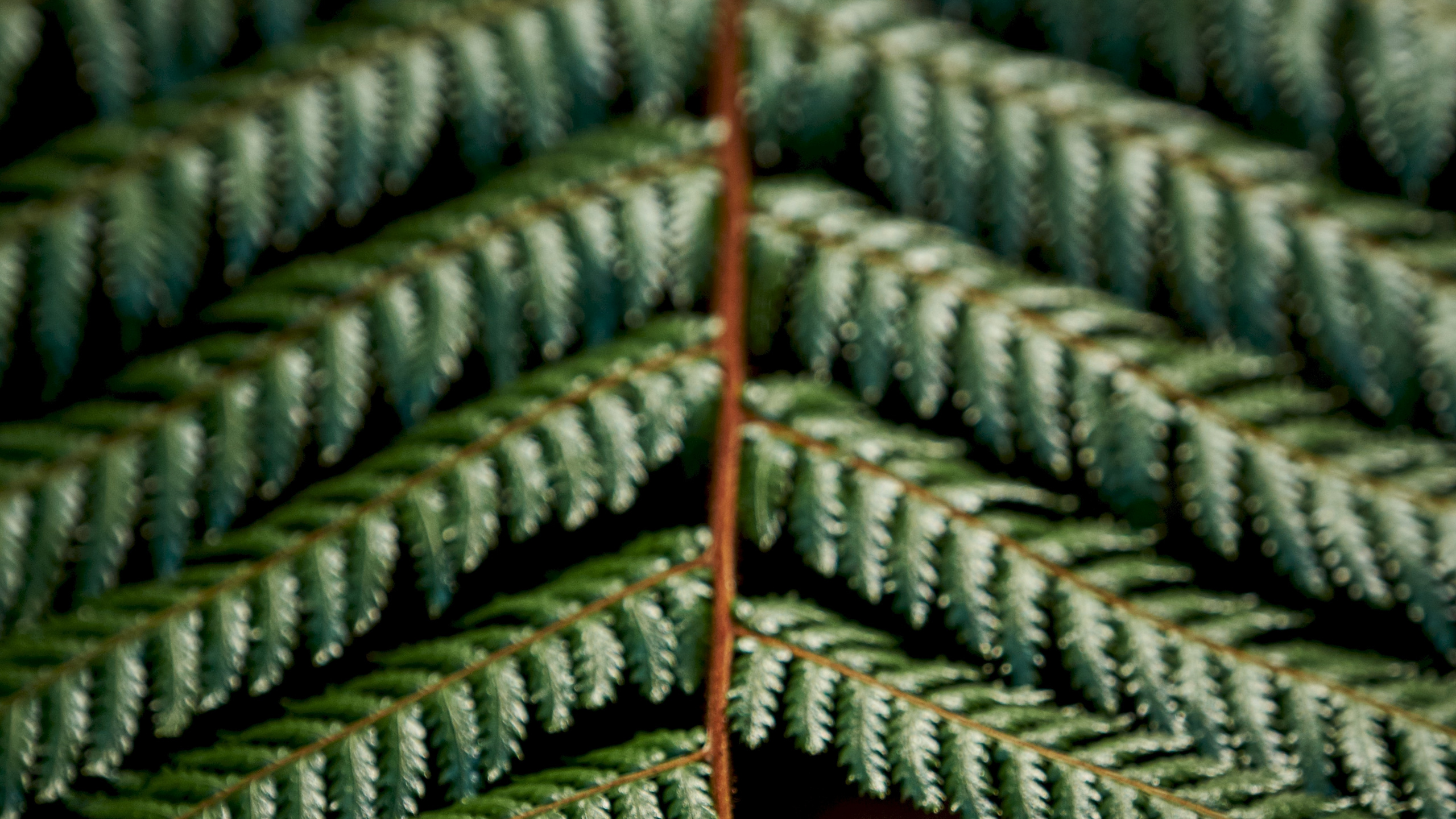 Обои папоротник, зеленый, узор, растение, наземное растение в разрешении 2560x1440