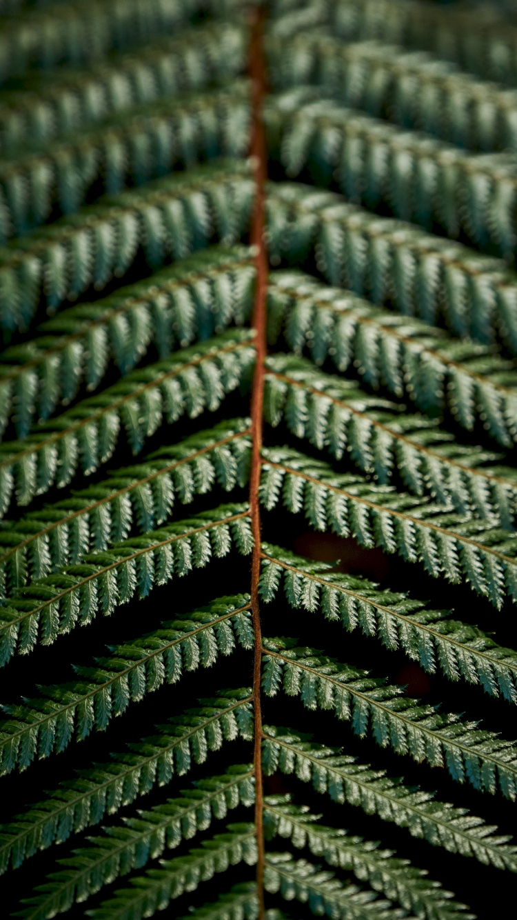 Обои папоротник, зеленый, узор, растение, наземное растение в разрешении 750x1334