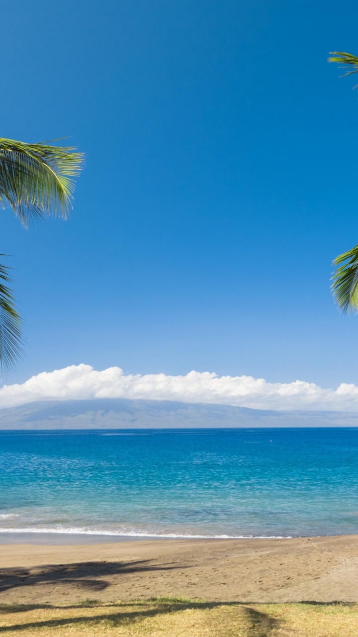 Обои пляж, море, тропическая зона, Пальма, Карибский бассейн в разрешении 720x1280