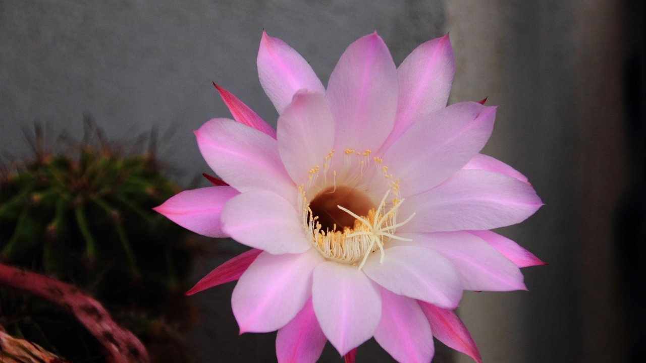 Обои цветковое растение, лепесток, розовый, растение, мизинец в разрешении 1280x720