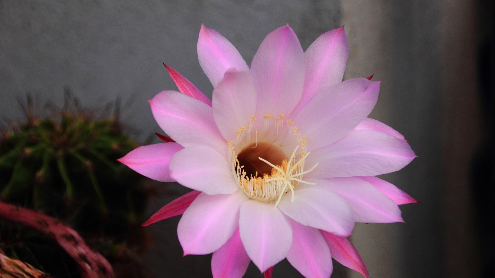 Обои цветковое растение, лепесток, розовый, растение, мизинец в разрешении 1920x1080