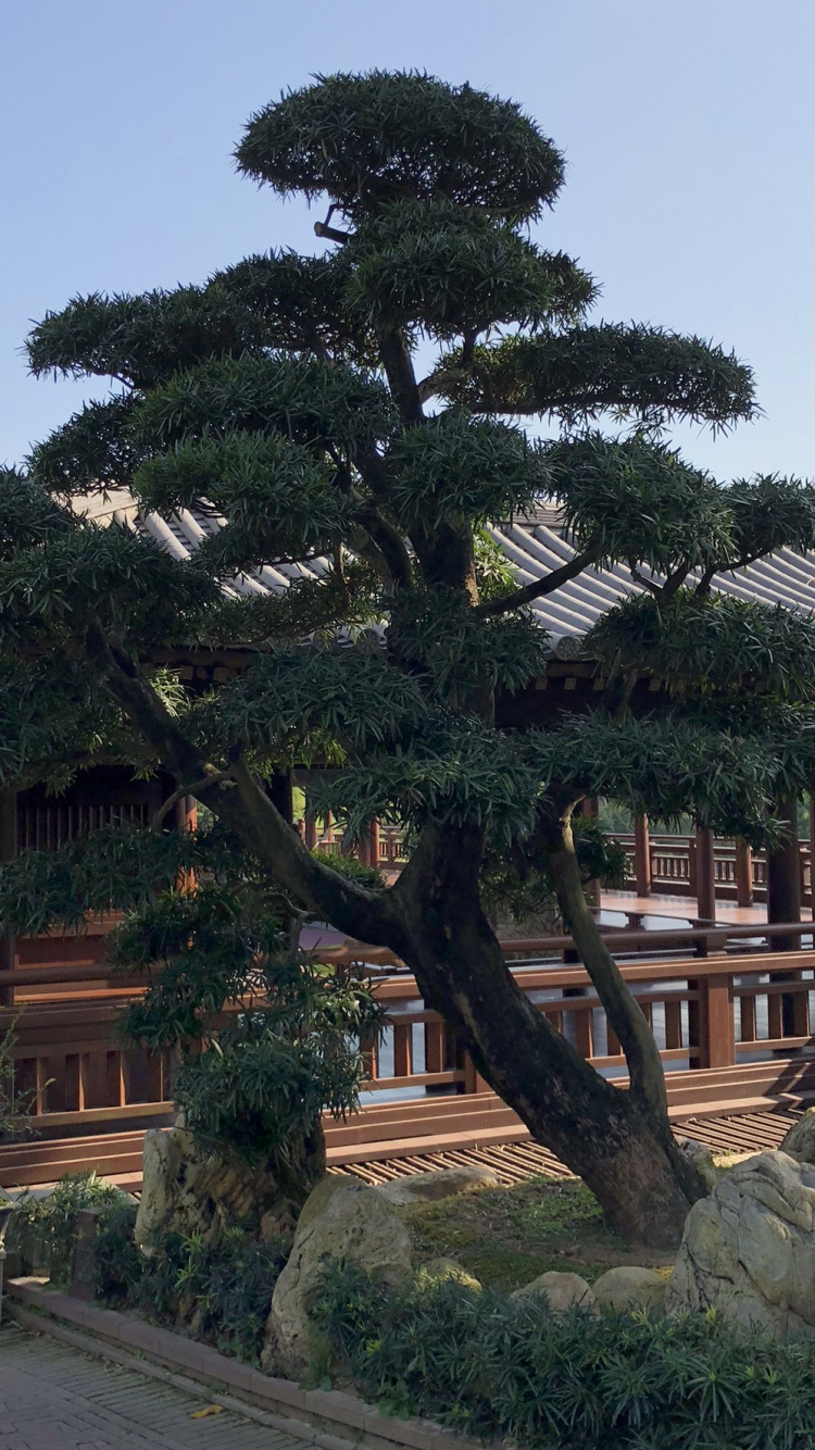 Обои Гонконг, биом, биология, наука, экология в разрешении 750x1334