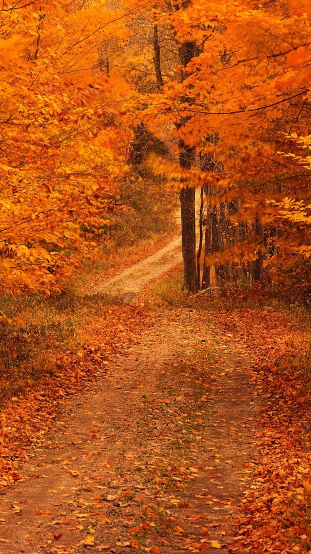 Обои осень, природа, лист, листопадные, лес в разрешении 1080x1920