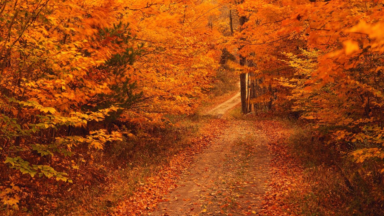 Обои осень, природа, лист, листопадные, лес в разрешении 1280x720