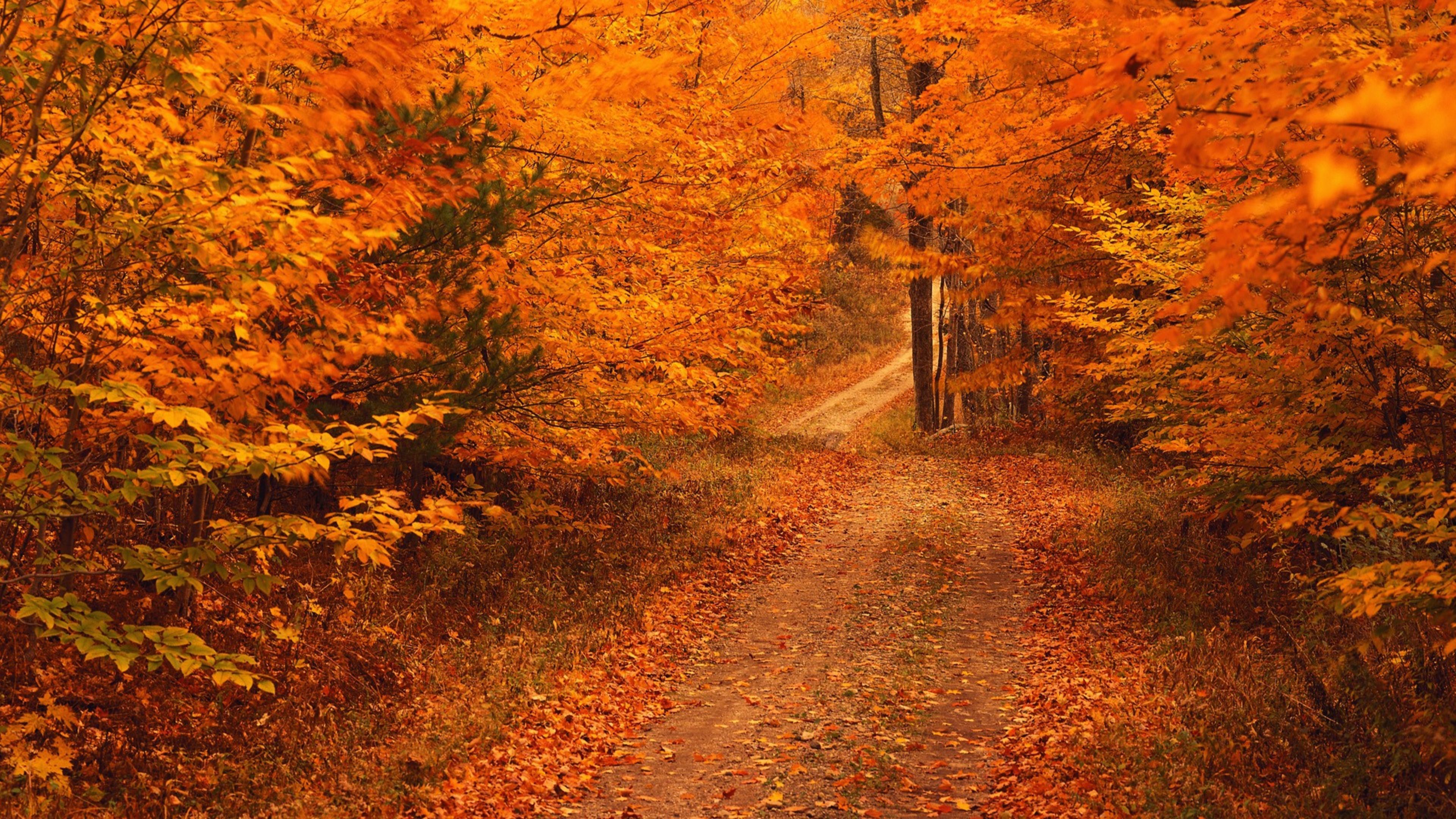 Обои осень, природа, лист, листопадные, лес в разрешении 3840x2160