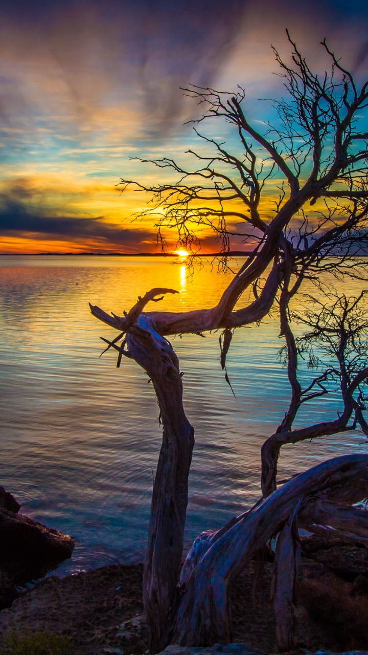 Обои закат, австралия, природа, восход солнца, дерево в разрешении 720x1280