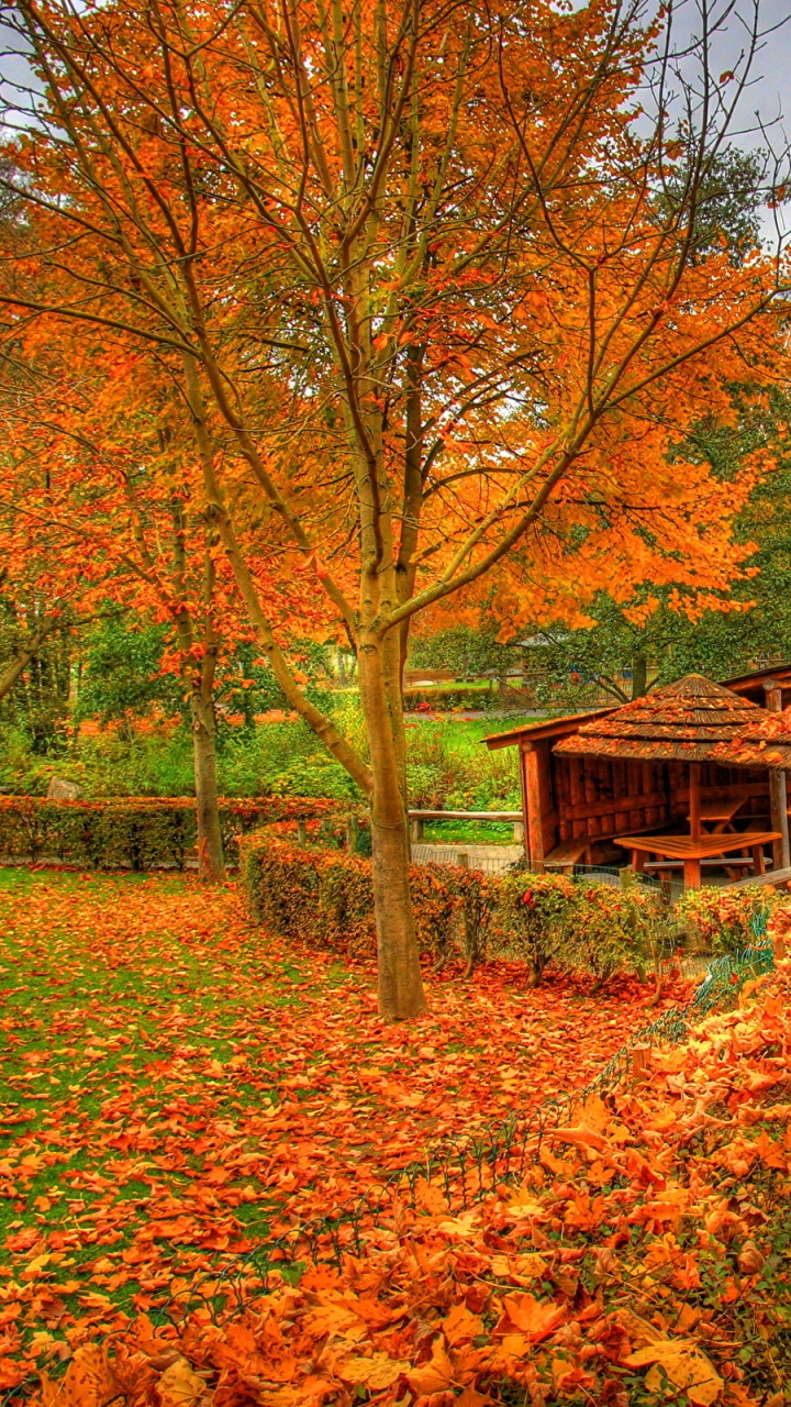 Обои осень, пейзаж, Осенняя окраска листьев, дерево, природа в разрешении 720x1280