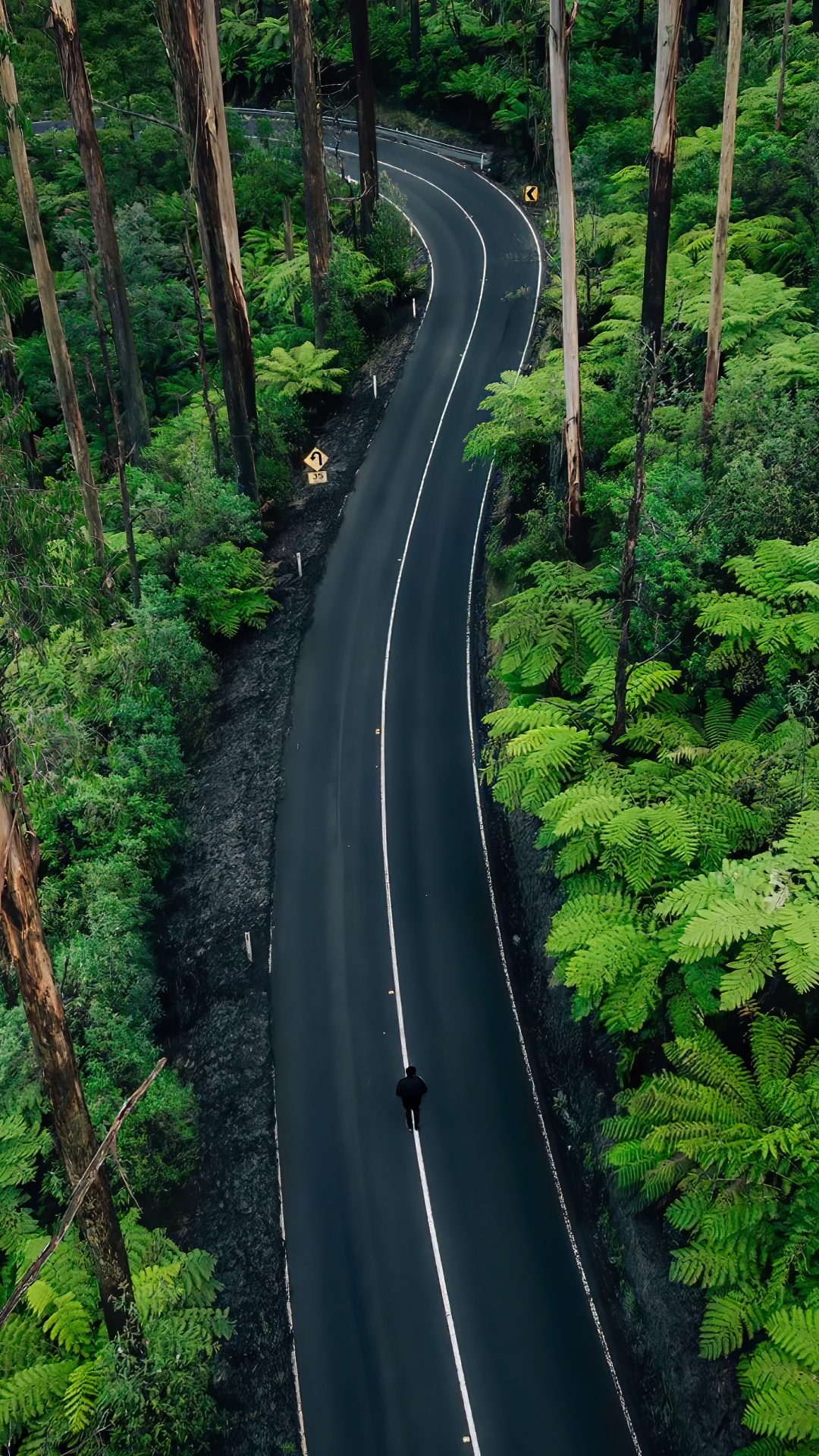 Обои природа, растение, растительное сообщество, экорегион, природный ландшафт в разрешении 1080x1920