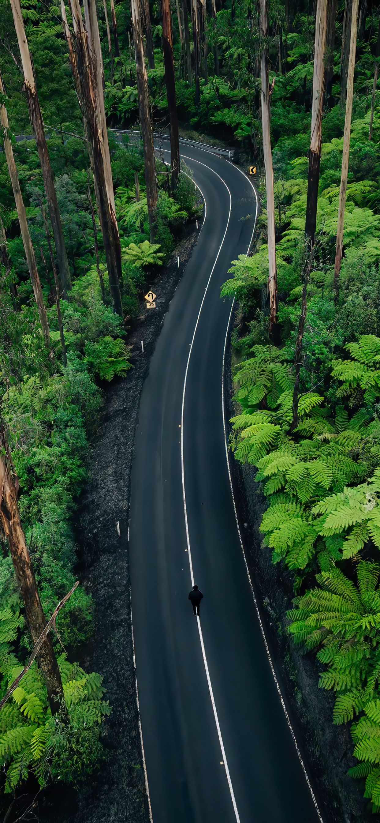 Обои природа, растение, растительное сообщество, экорегион, природный ландшафт в разрешении 1242x2688