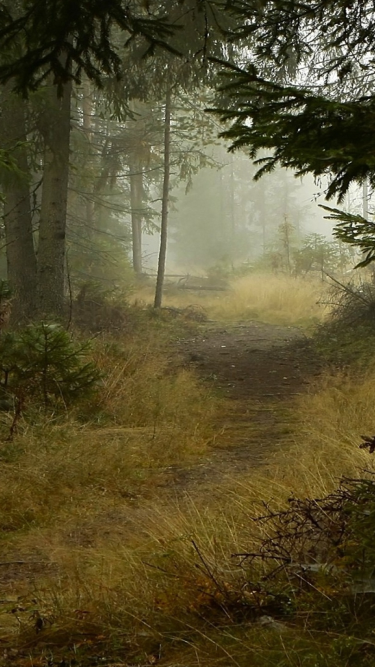 Обои лес, лесистая местность, дерево, лесная тропинка, растительность в разрешении 750x1334