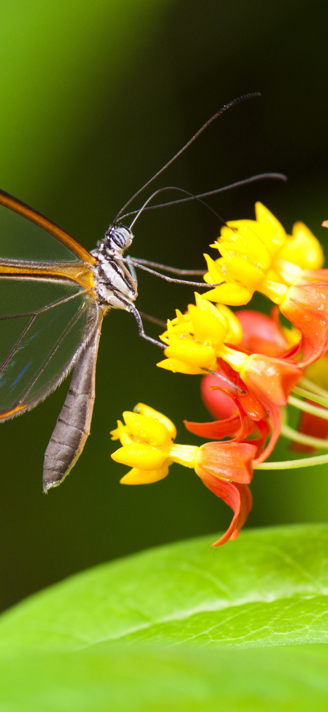 Обои насекомое, садовобабочка, бабочка, беспозвоночных, мотыльки и бабочки в разрешении 1125x2436