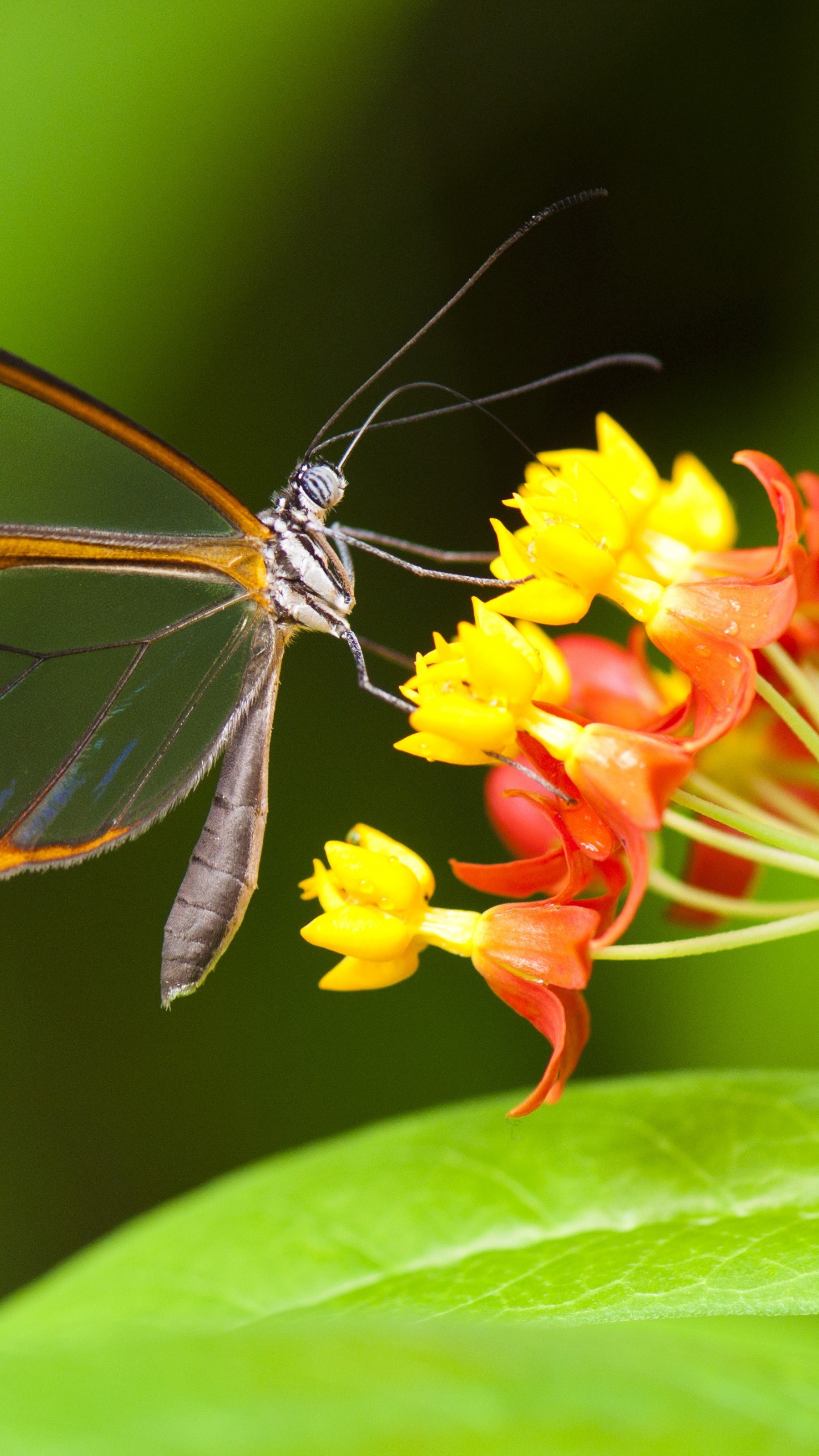 Обои насекомое, садовобабочка, бабочка, беспозвоночных, мотыльки и бабочки в разрешении 1440x2560
