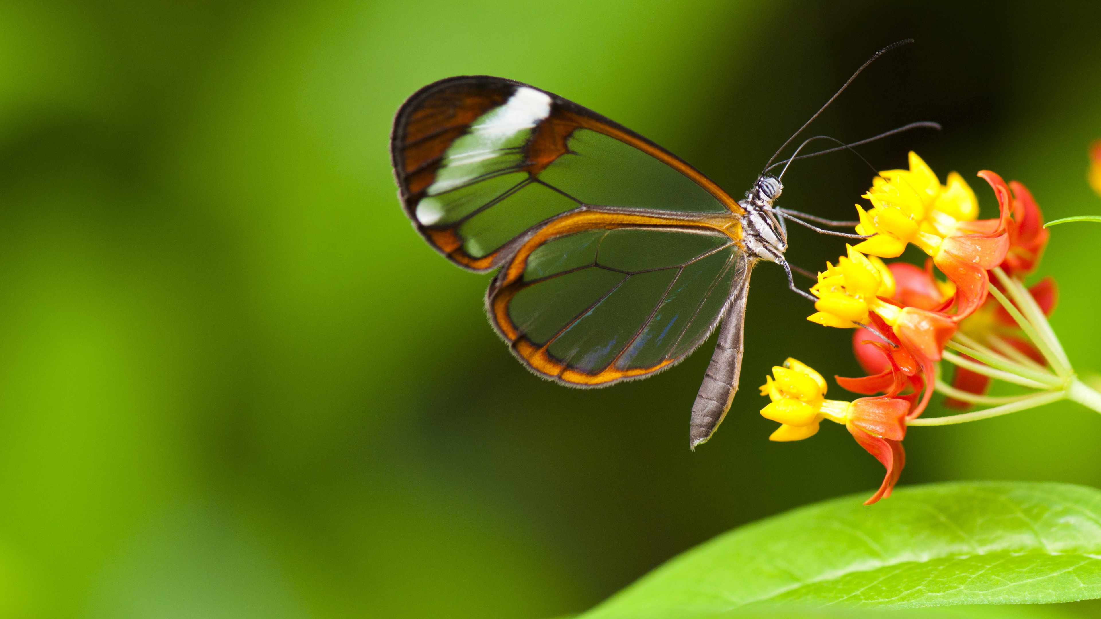 Обои насекомое, садовобабочка, бабочка, беспозвоночных, мотыльки и бабочки в разрешении 3840x2160