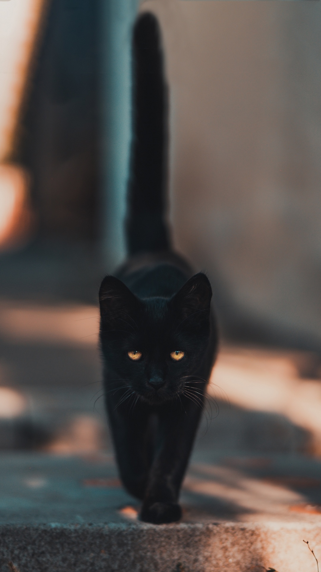 Обои черная кошка, кот, железо, кошачьих, бакенбарды в разрешении 1080x1920