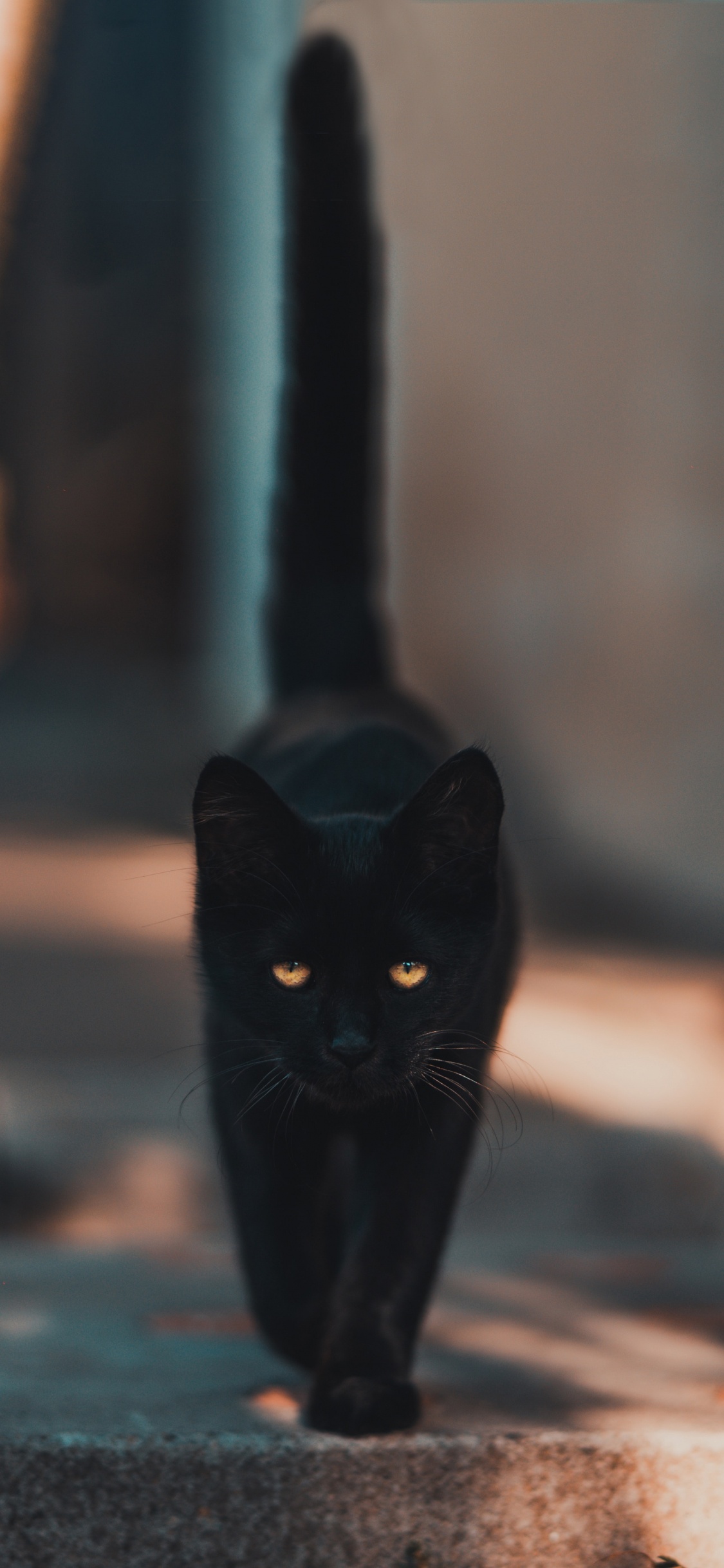 Обои черная кошка, кот, железо, кошачьих, бакенбарды в разрешении 1125x2436
