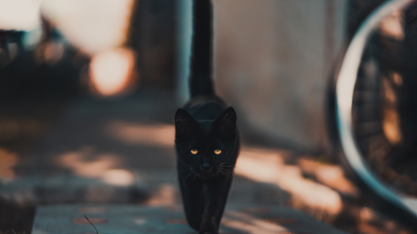 Обои черная кошка, кот, железо, кошачьих, бакенбарды в разрешении 1366x768