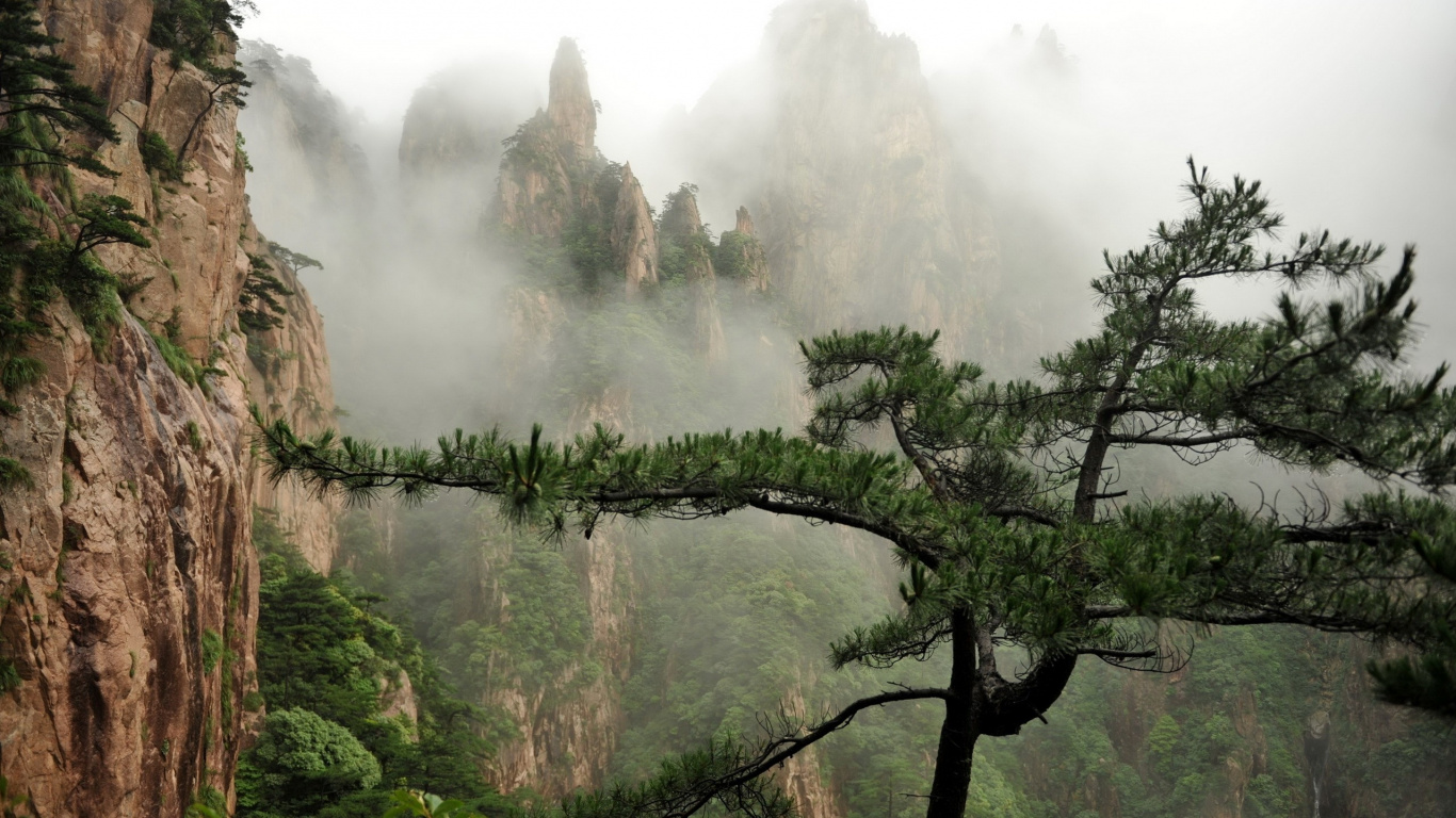 Обои природа, дикая местность, дерево, природный заповедник, местность в разрешении 1366x768