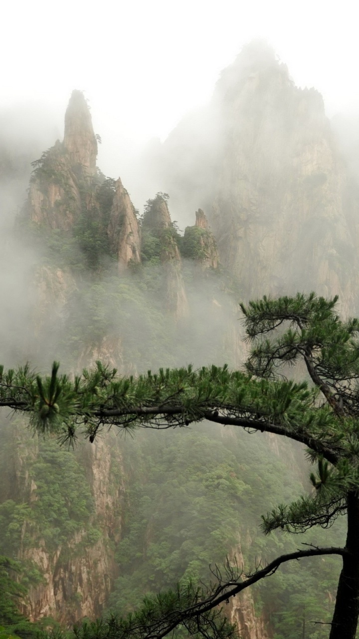 Обои природа, дикая местность, дерево, природный заповедник, местность в разрешении 720x1280