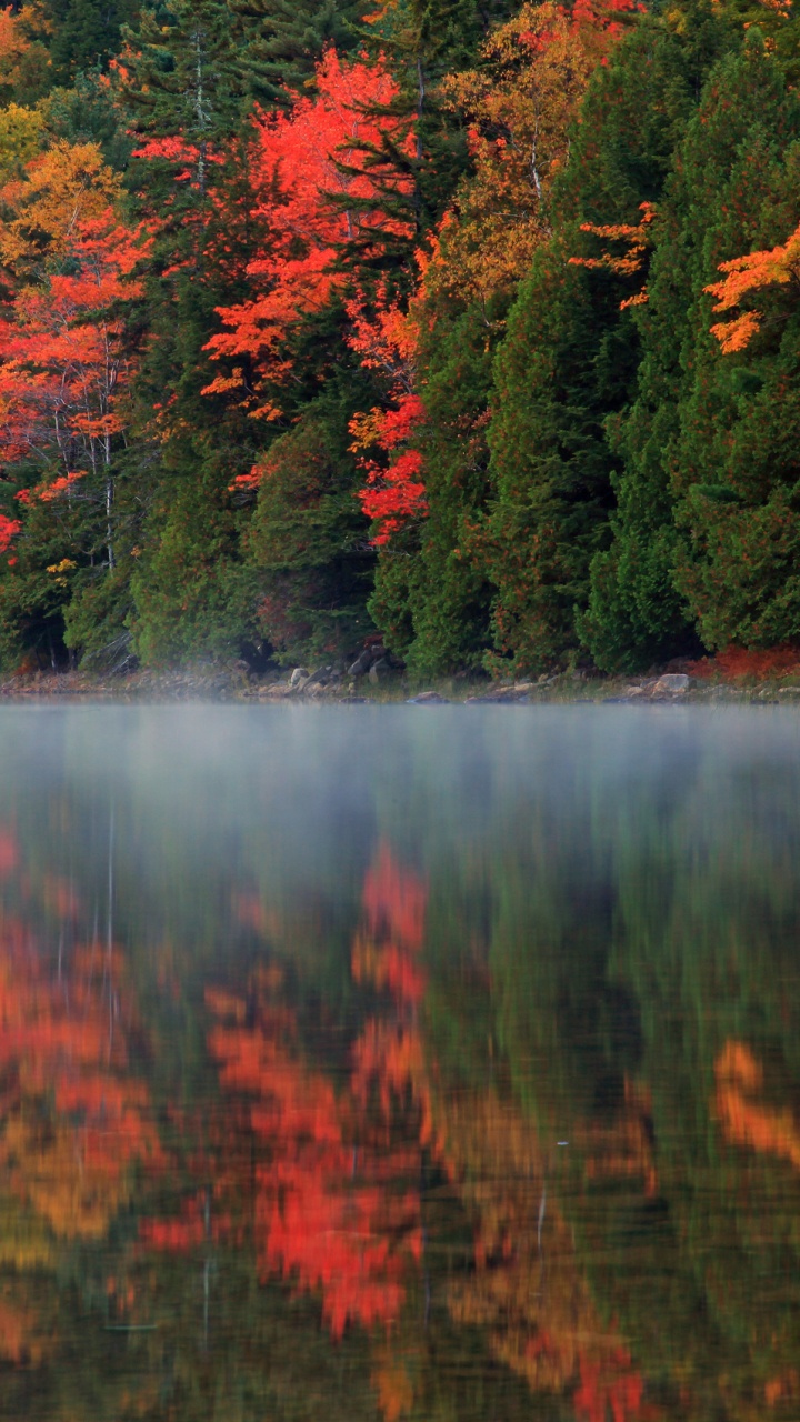 Обои отражение, природа, лист, дикая местность, туман в разрешении 720x1280