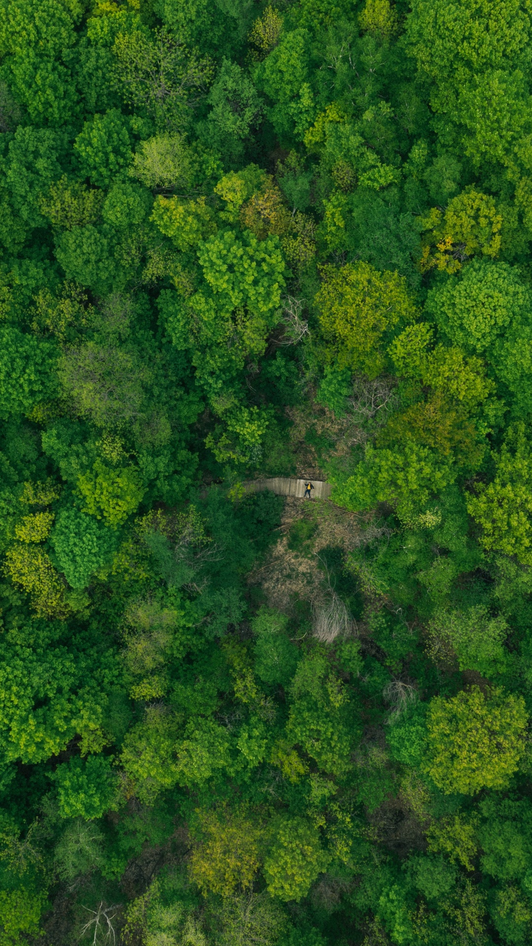 Обои растительное сообщество, цветок, капуста, брокколи, крестоцветные овощи в разрешении 1080x1920