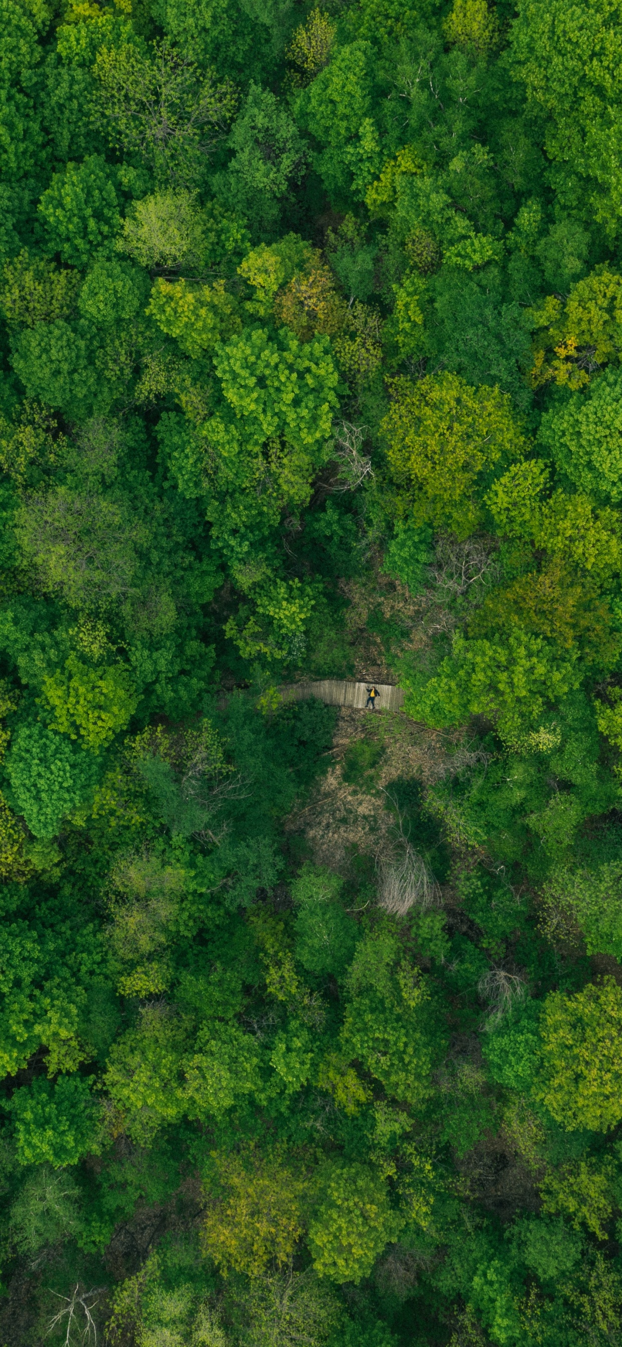 Обои растительное сообщество, цветок, капуста, брокколи, крестоцветные овощи в разрешении 1242x2688