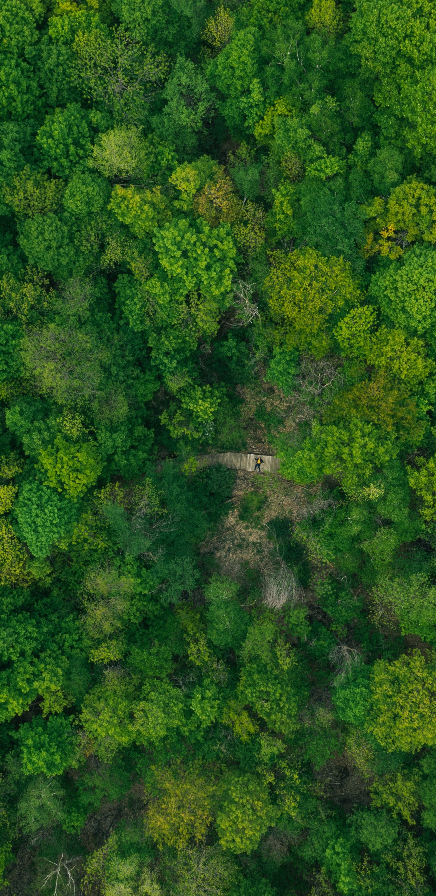 Обои растительное сообщество, цветок, капуста, брокколи, крестоцветные овощи в разрешении 1440x2960